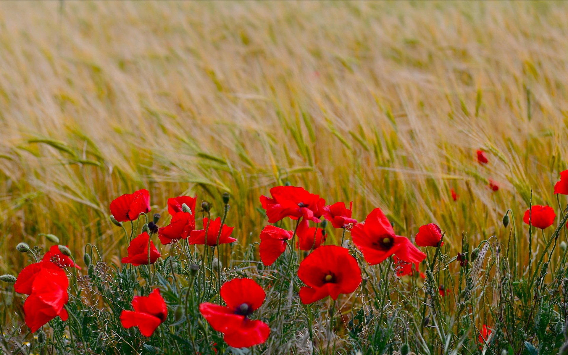 amapolas verano naturaleza