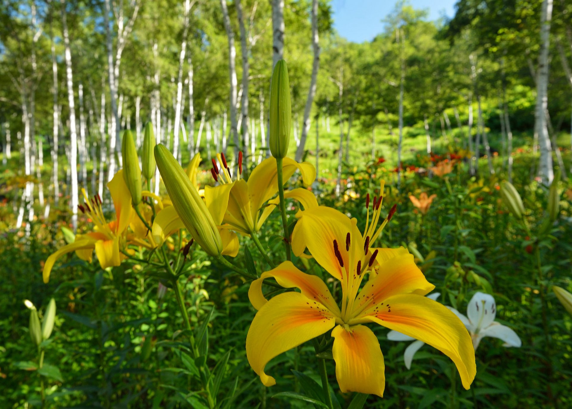 wald hain bäume gras blumen lilien