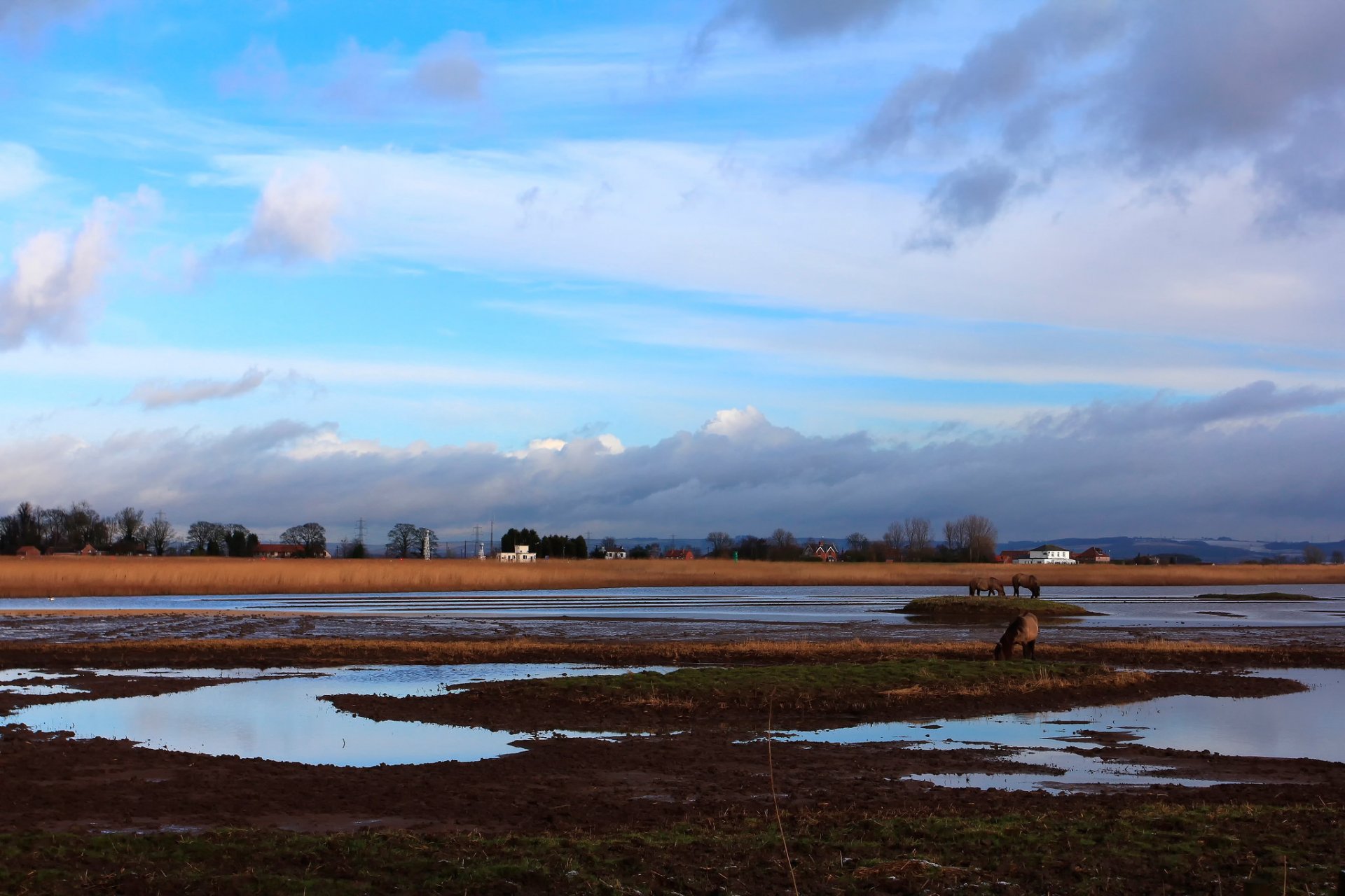 angleterre maisons paysage chevaux horizon