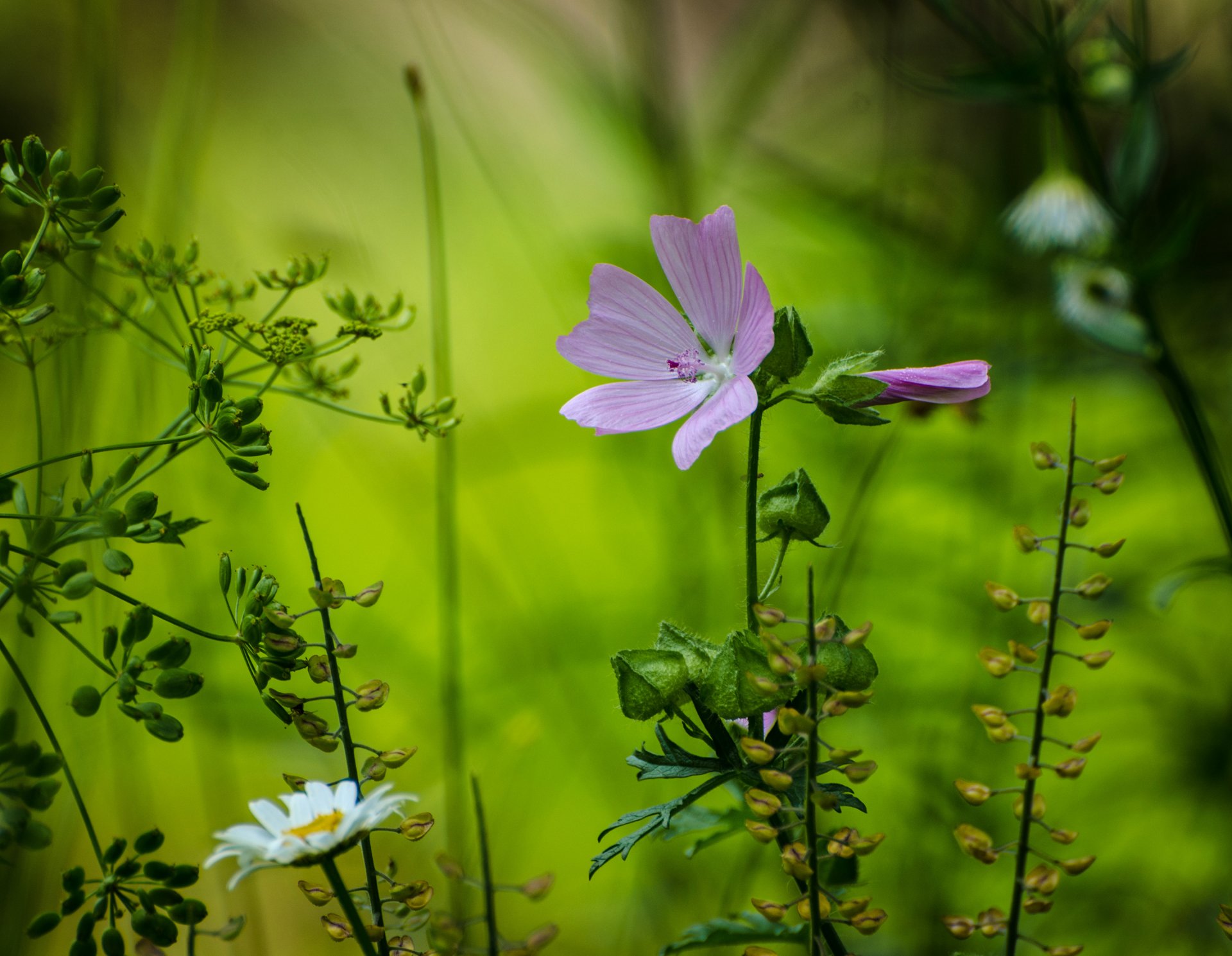 fleur camomille pétales gros plan forêt