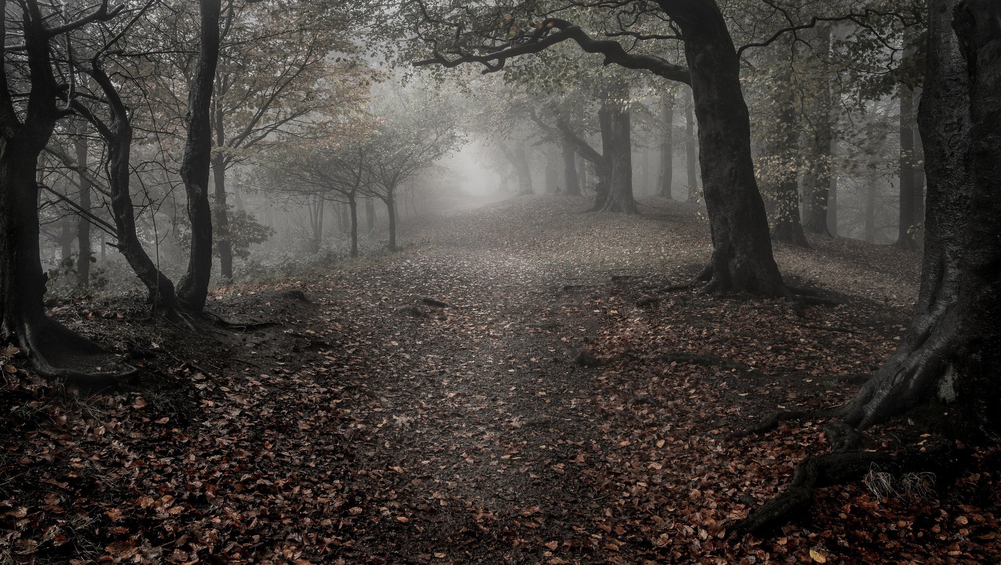 foresta alberi foglie autunno nebbia tristezza