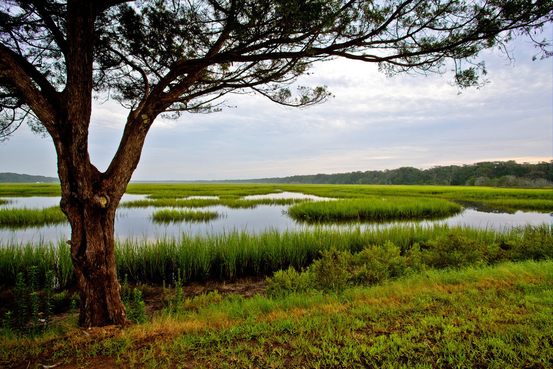 amelia island floryda usa niebo drzewo trawa woda bagno