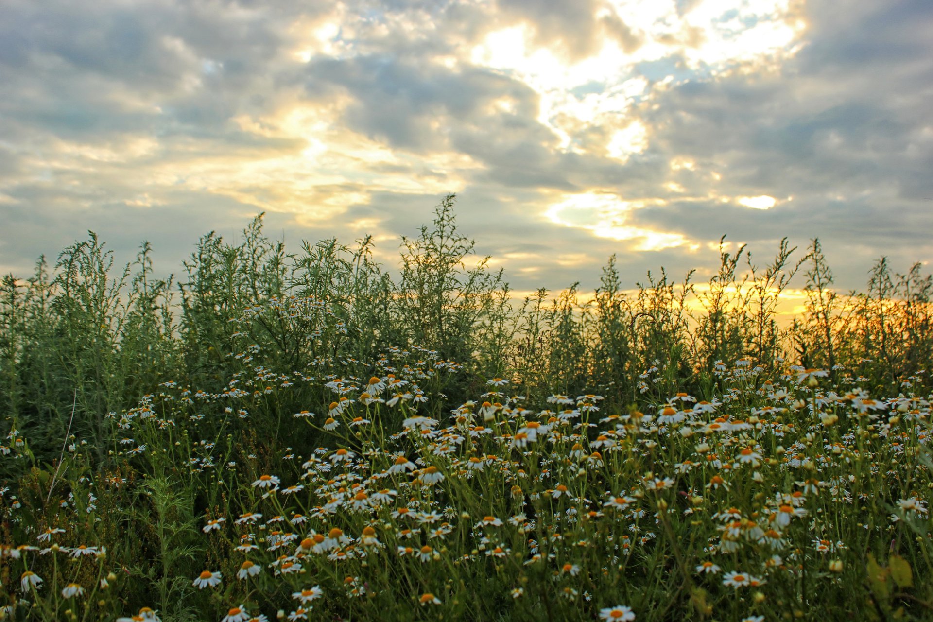 campo cielo margherite nuvole natura fiori foto