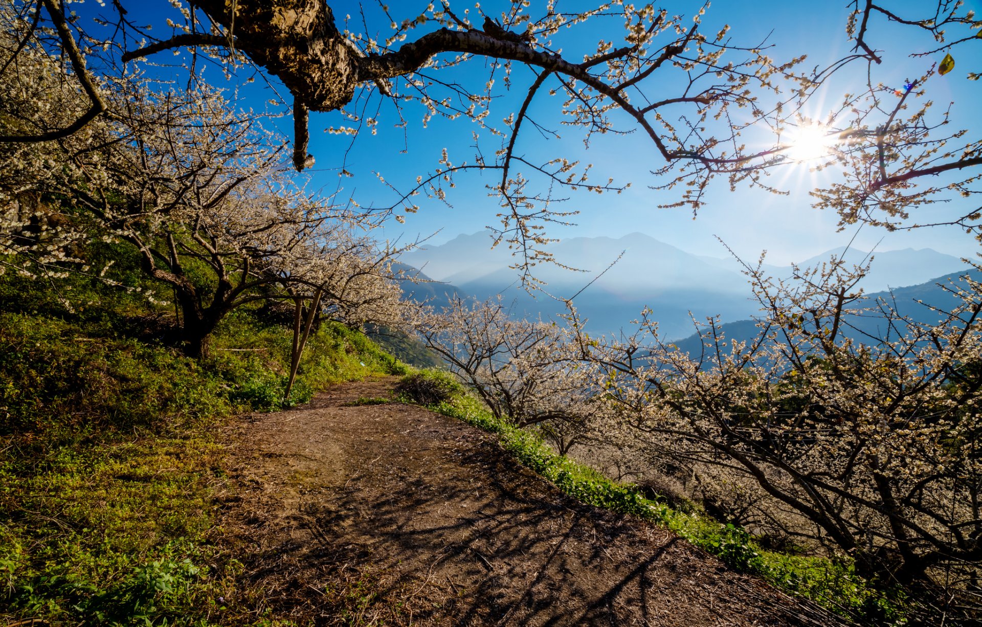 ciel montagnes sentier arbres printemps