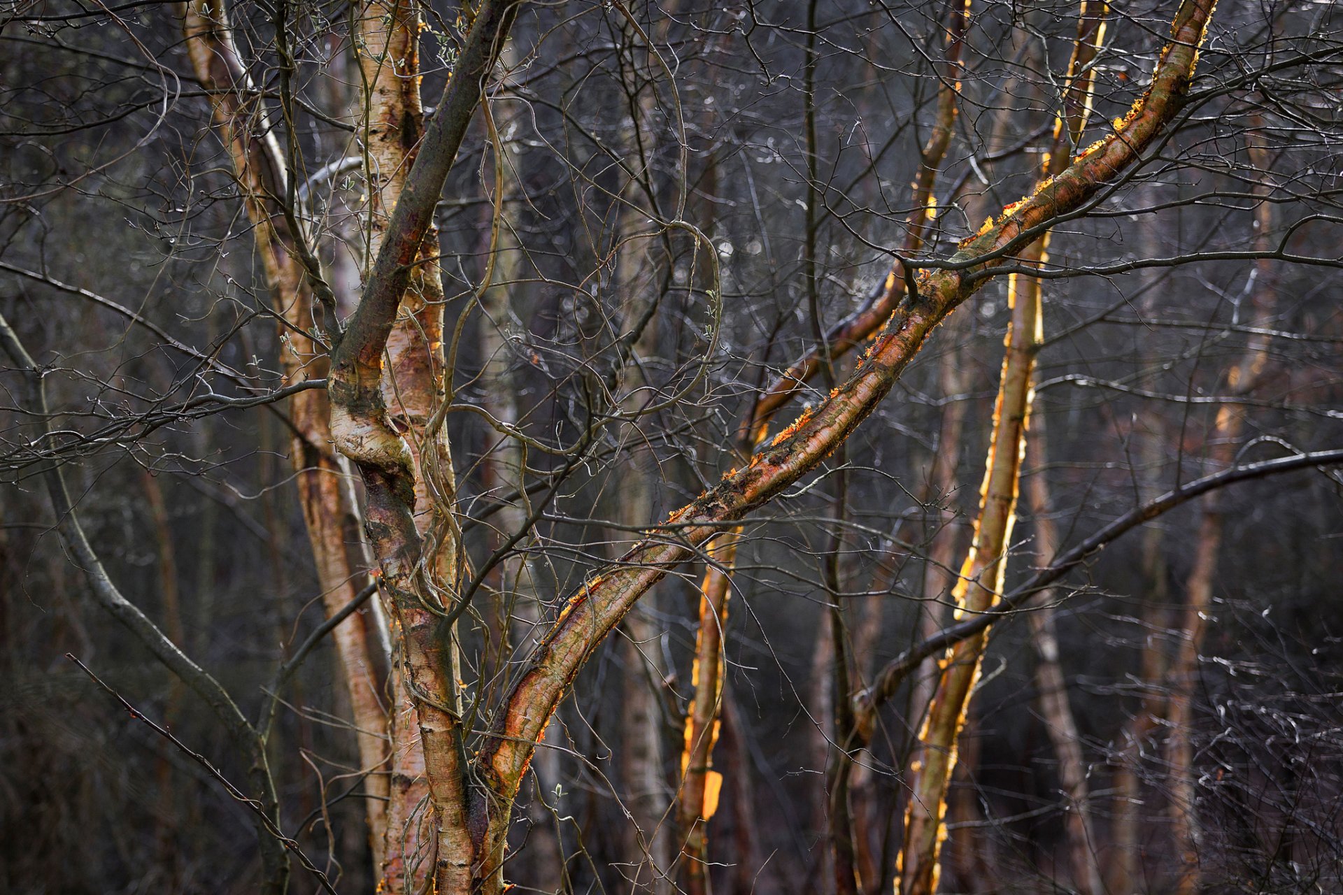 branches éclairage