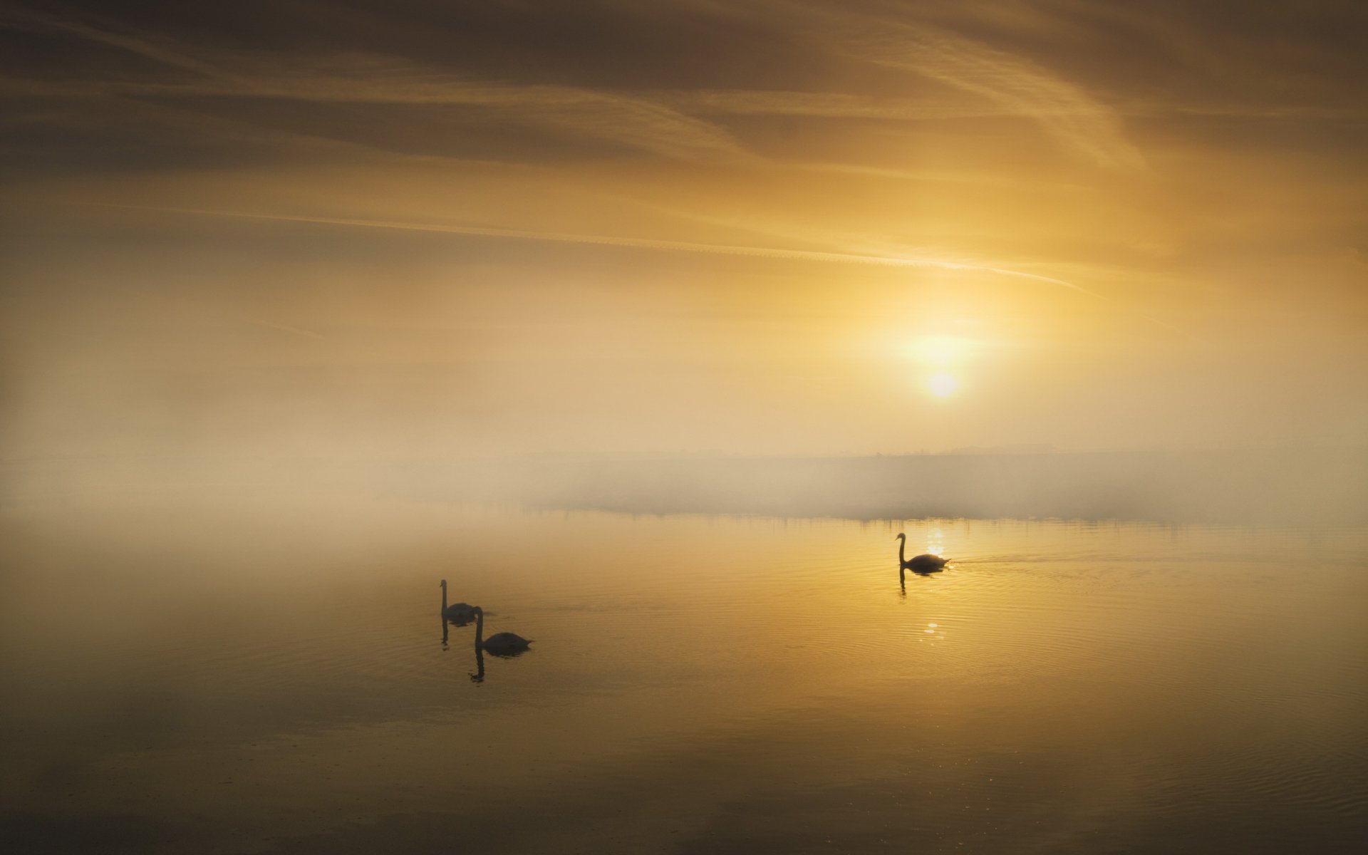 mañana niebla lago cisnes paisaje