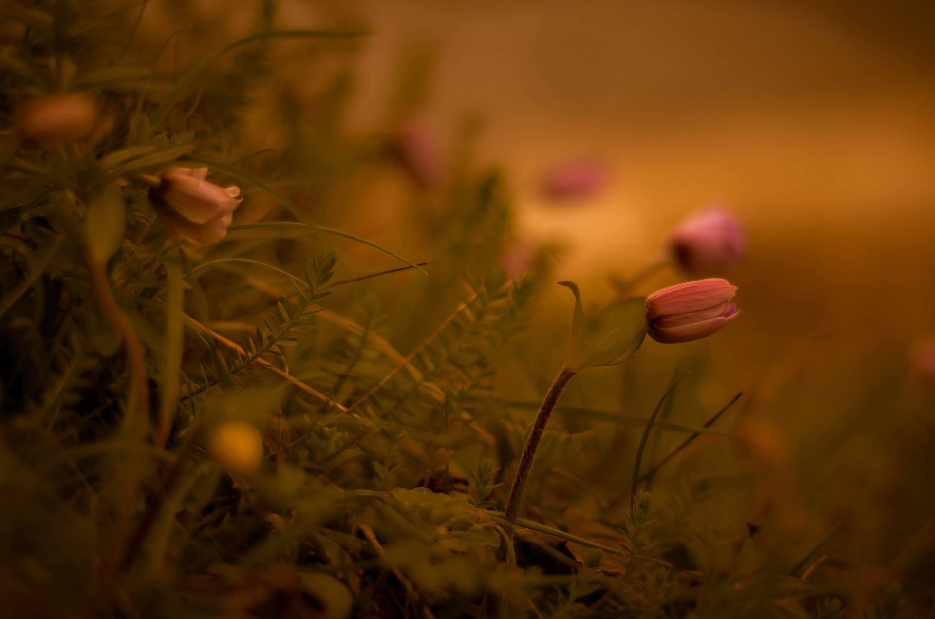 kwiaty makro bokeh