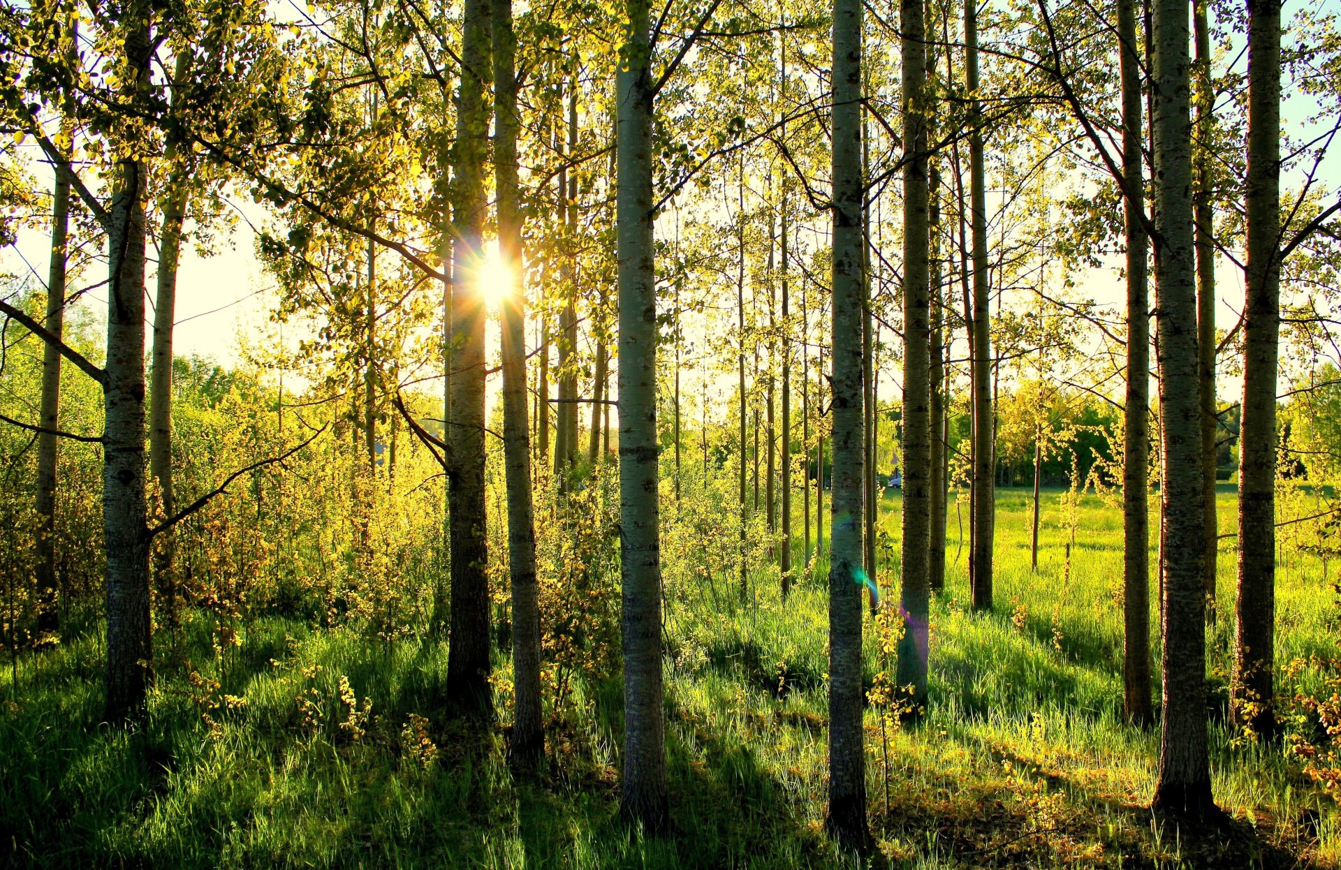 wald sonne gras