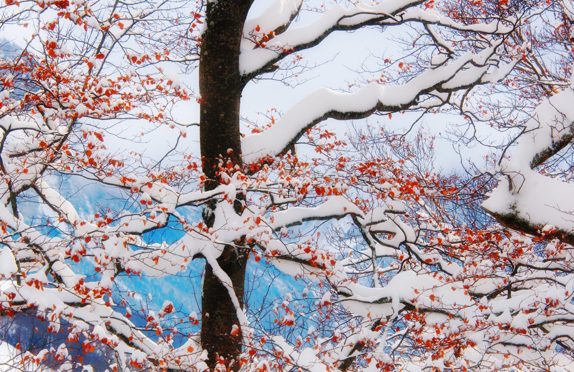 árbol invierno nieve ramas bayas rojo