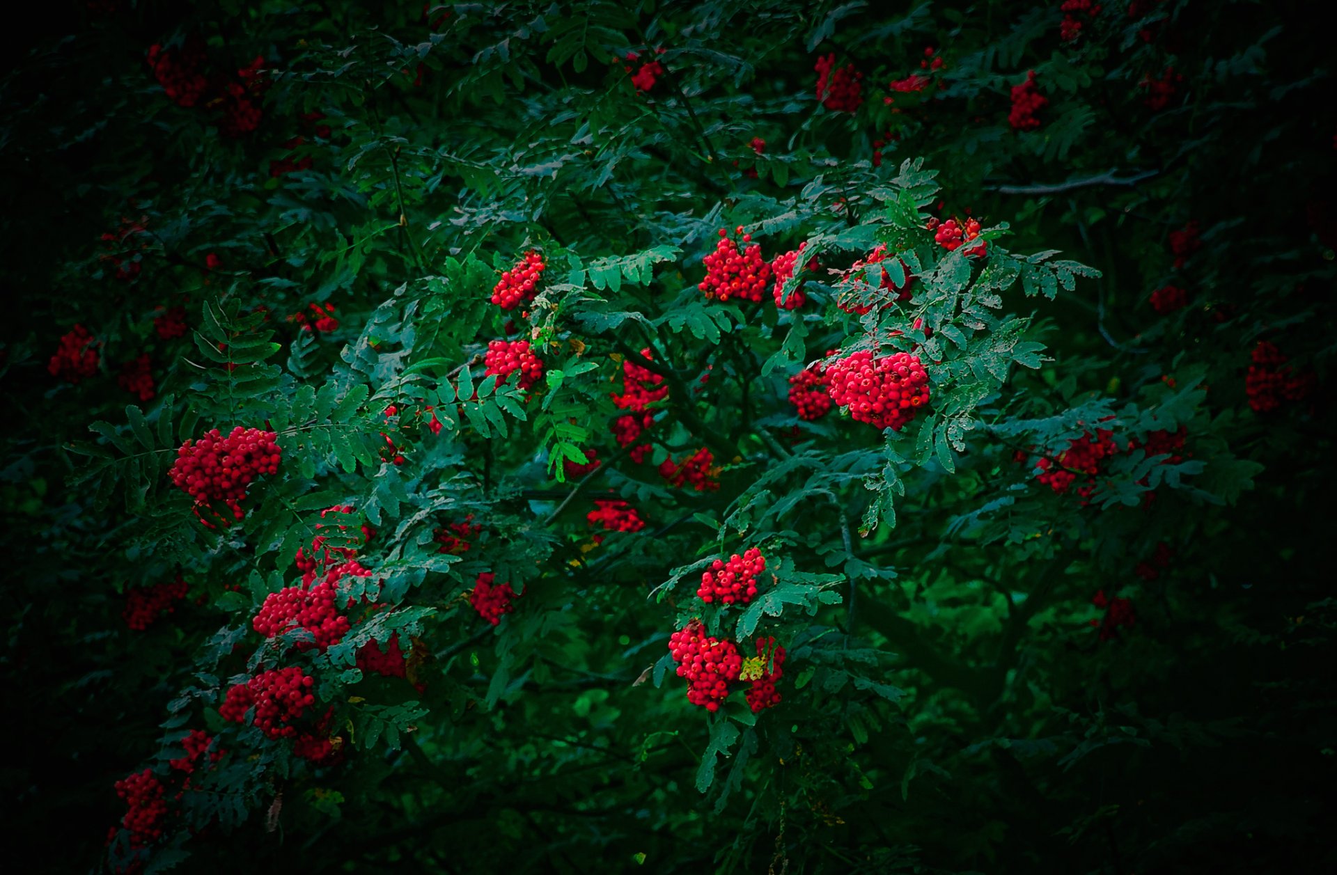 eberesche baum blätter beeren