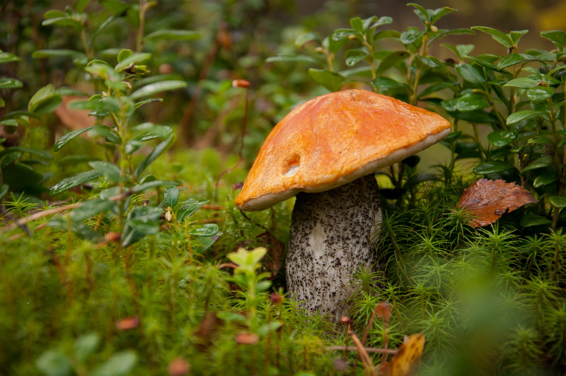 setas bosque naturaleza