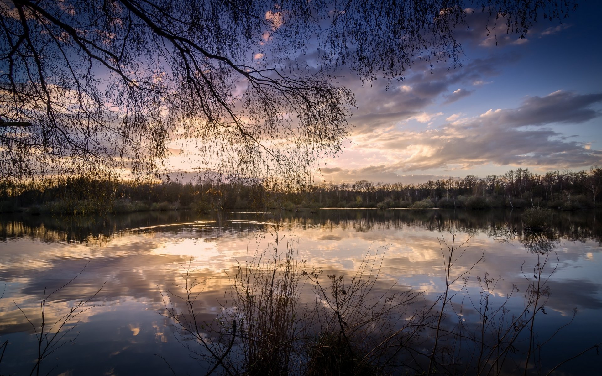 bosque lago reflexión