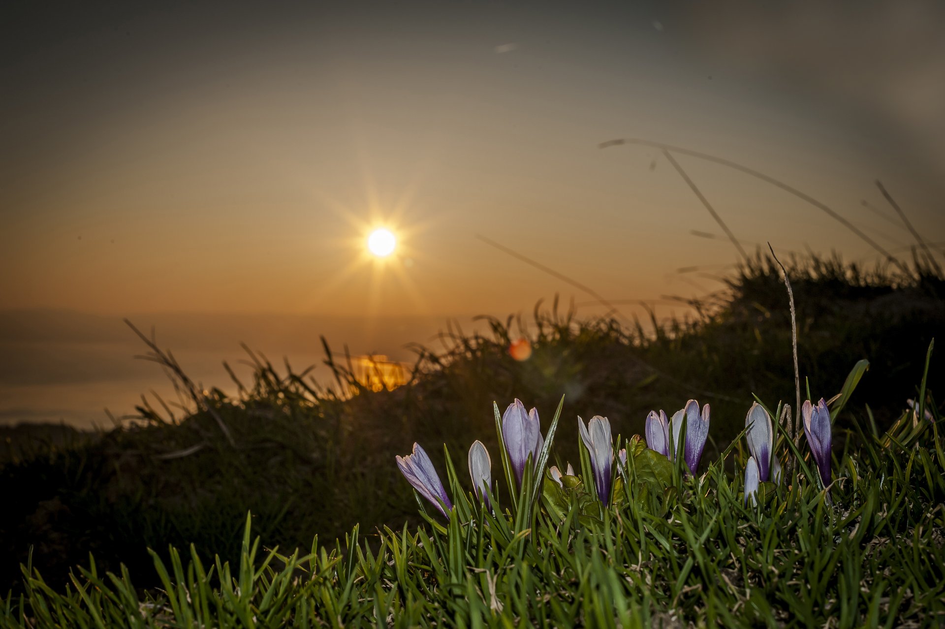 suiza flores sol macro