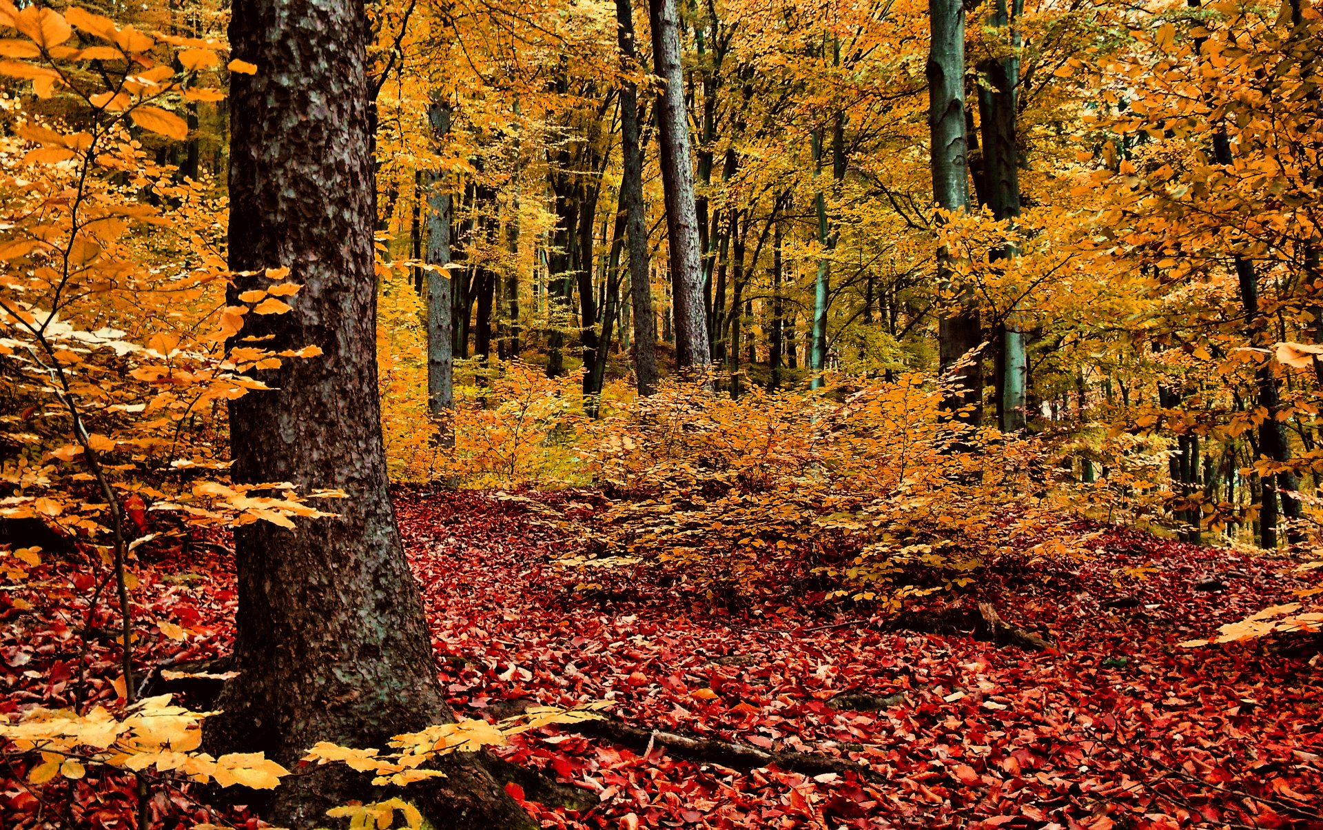 herbst wald bäume rotgelbes laub