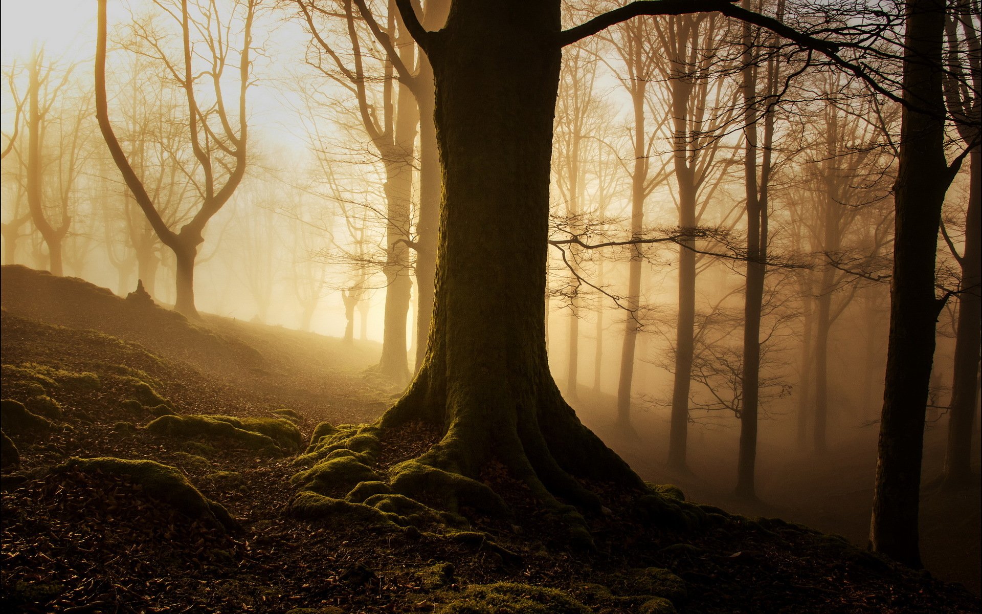 morning forest fog light nature landscape