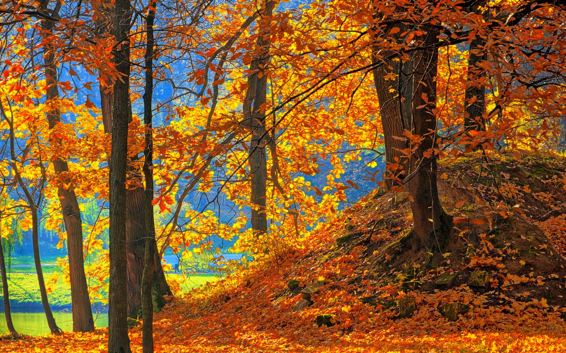 parque cuerpo de agua banco árboles hojas otoño