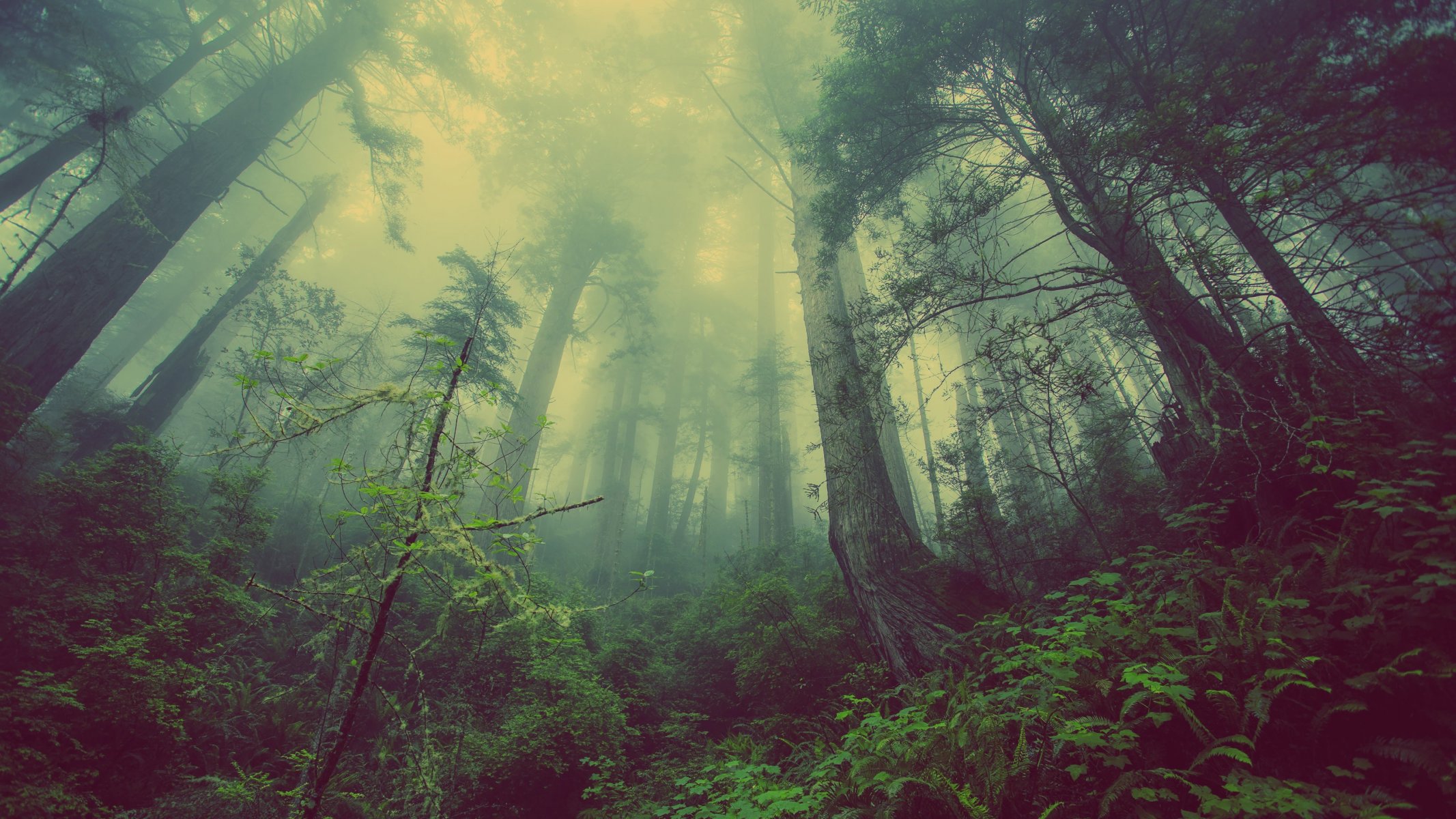 wald natur bäume nebel wald