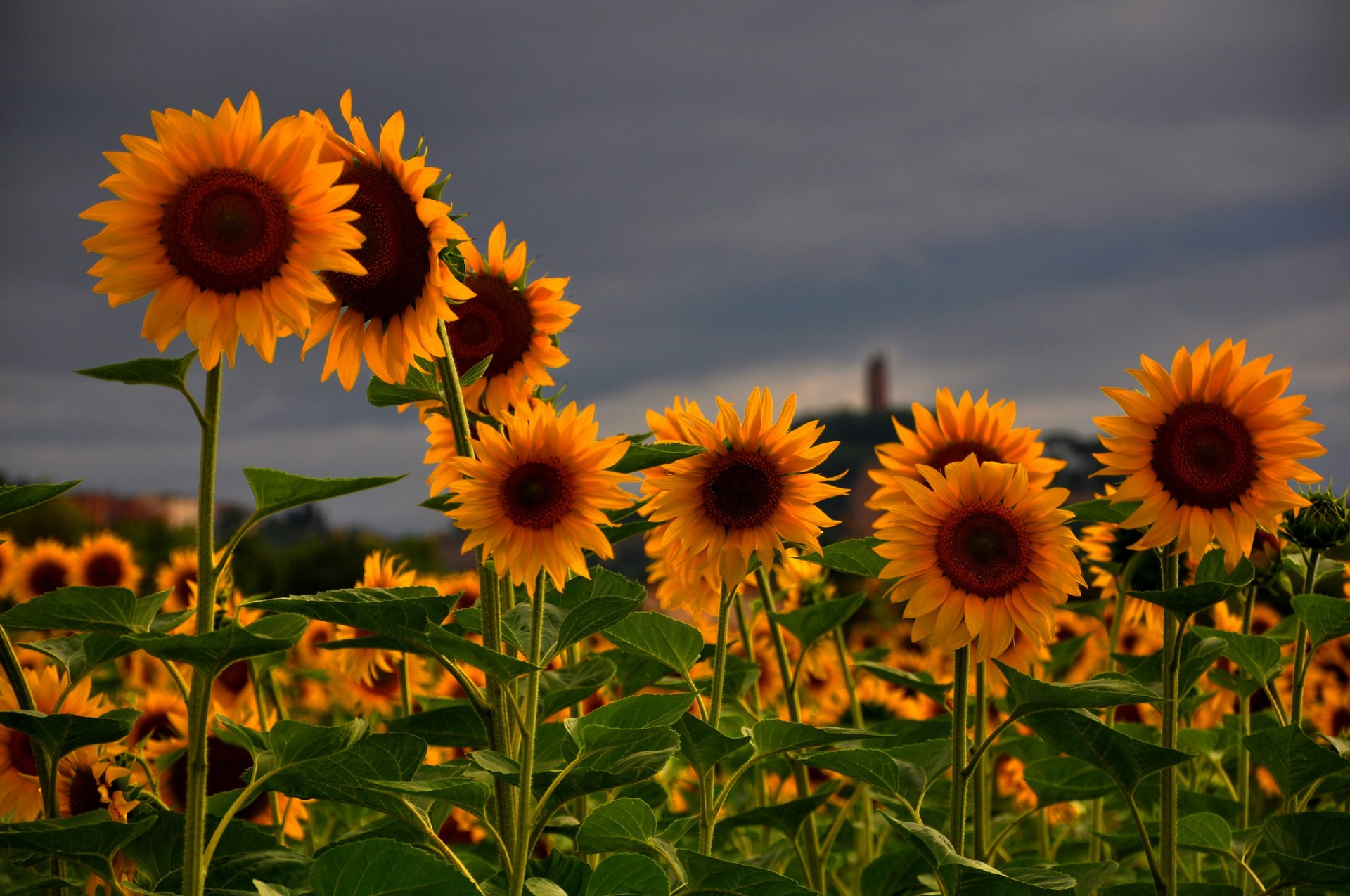 girasoles campo flores verano naturaleza gris cielo