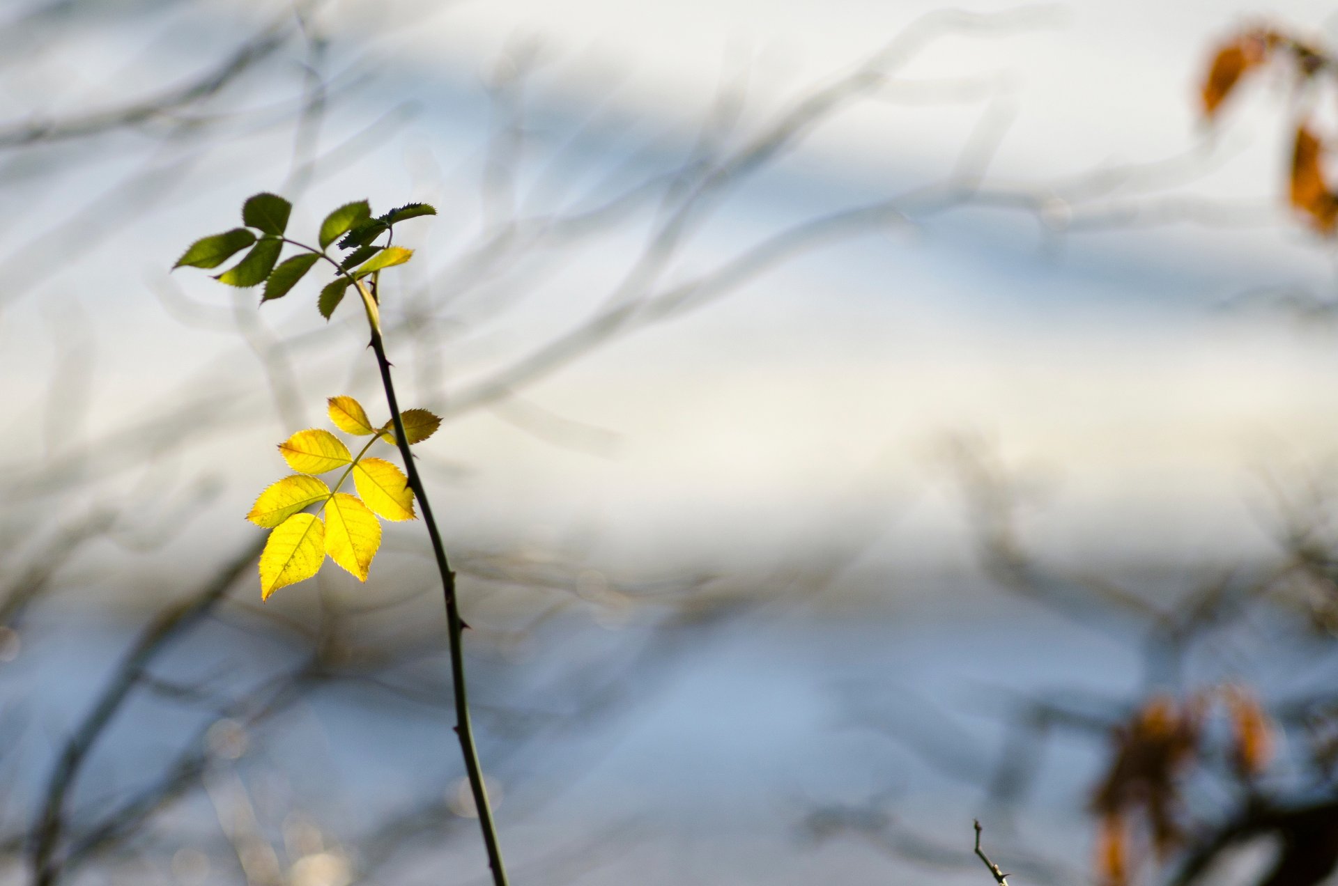 branche feuilles épines gros plan bokeh