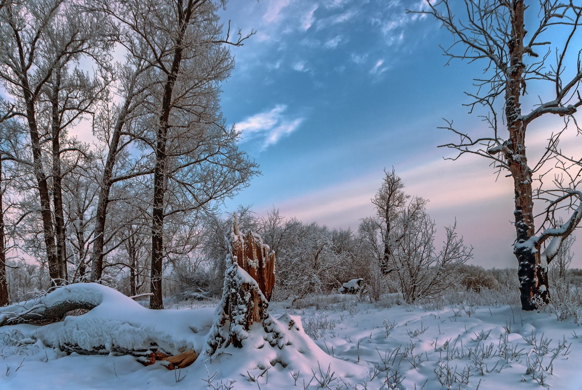 winter wald natur