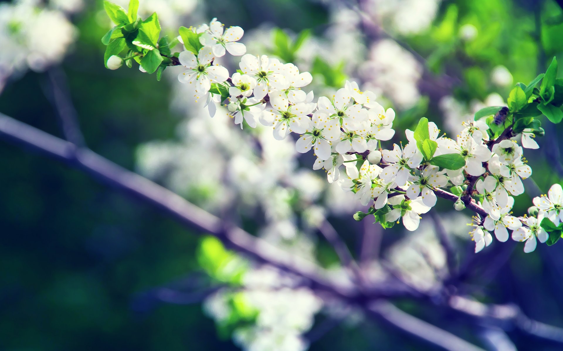 primavera árbol rama flores floración