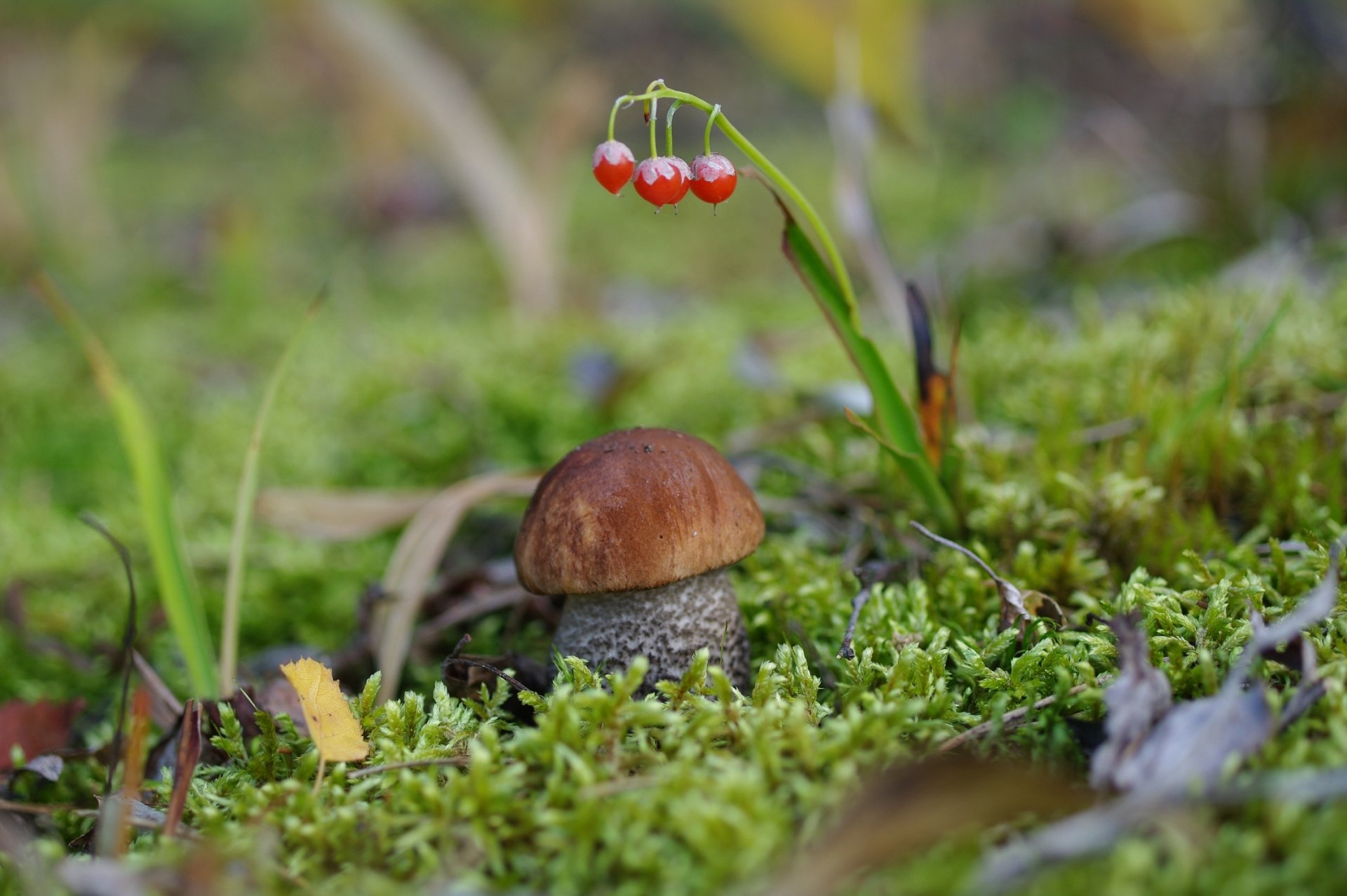 mushroom boletus moss stalwart