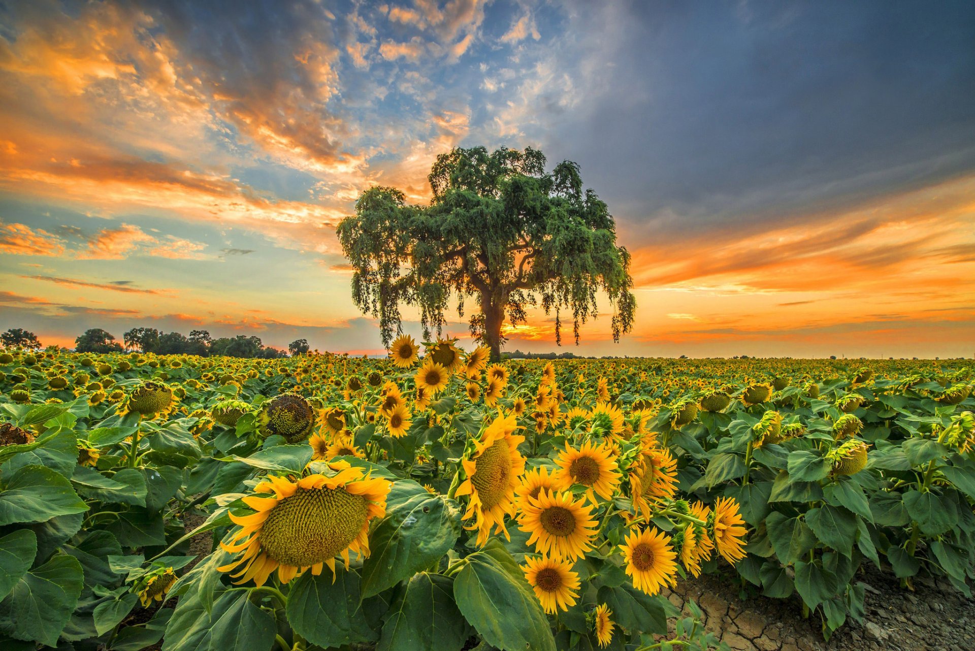 the field sunflowers tree night sunset