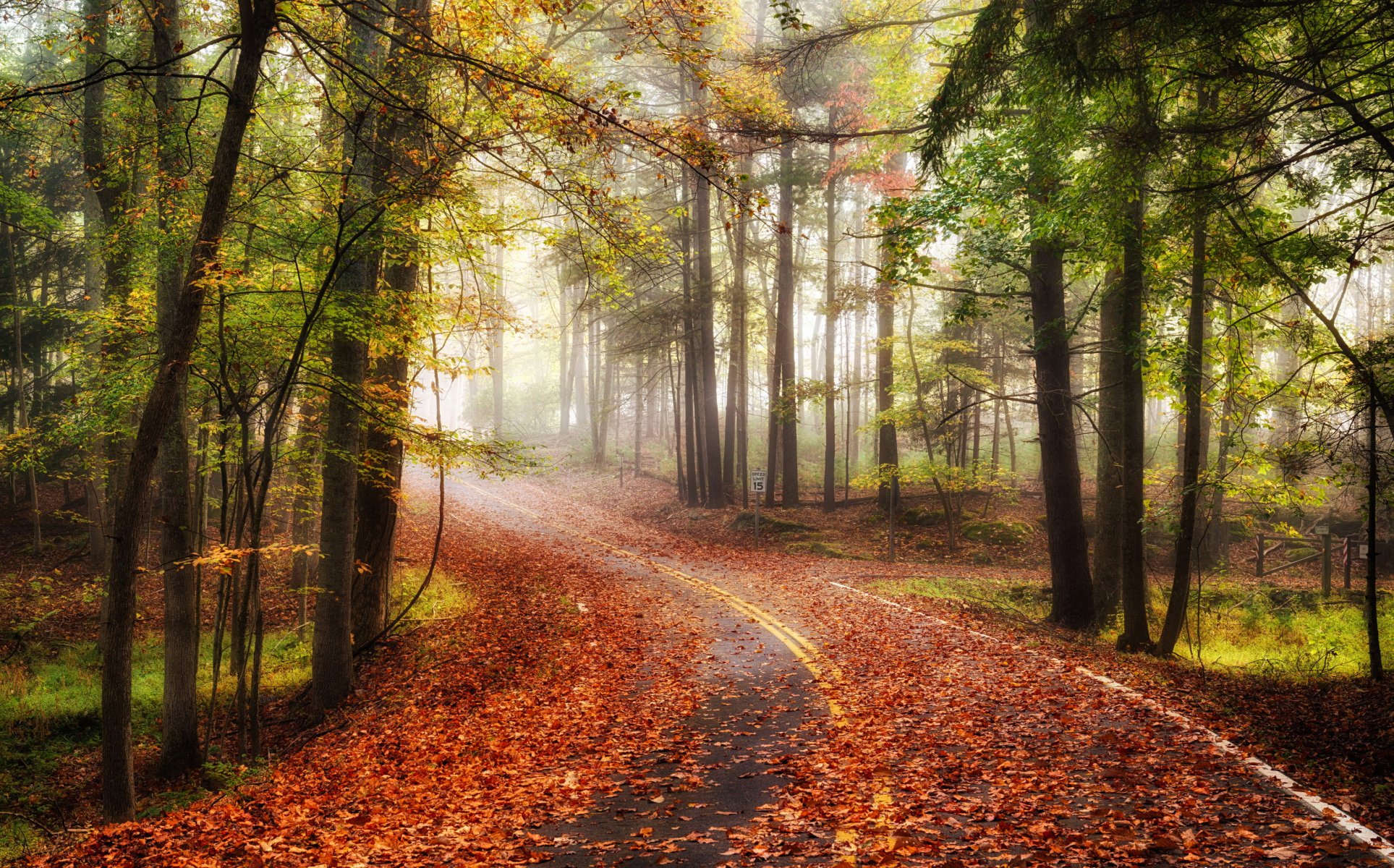 strada foresta autunno natura paesaggio