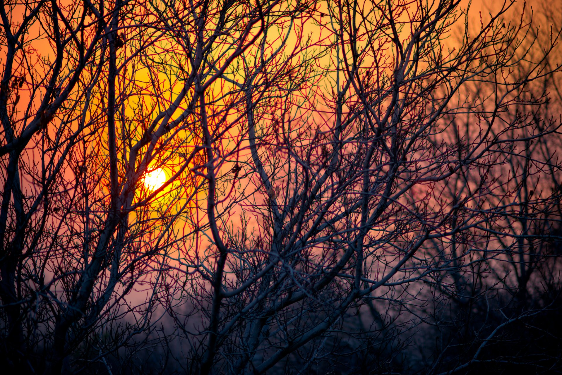 tree branches sun sunset sky nature night