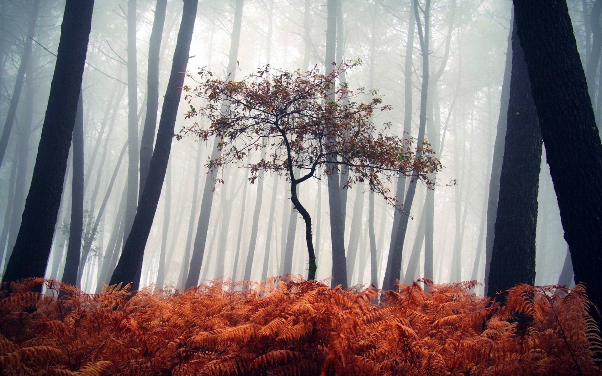 wald nebel natur landschaft