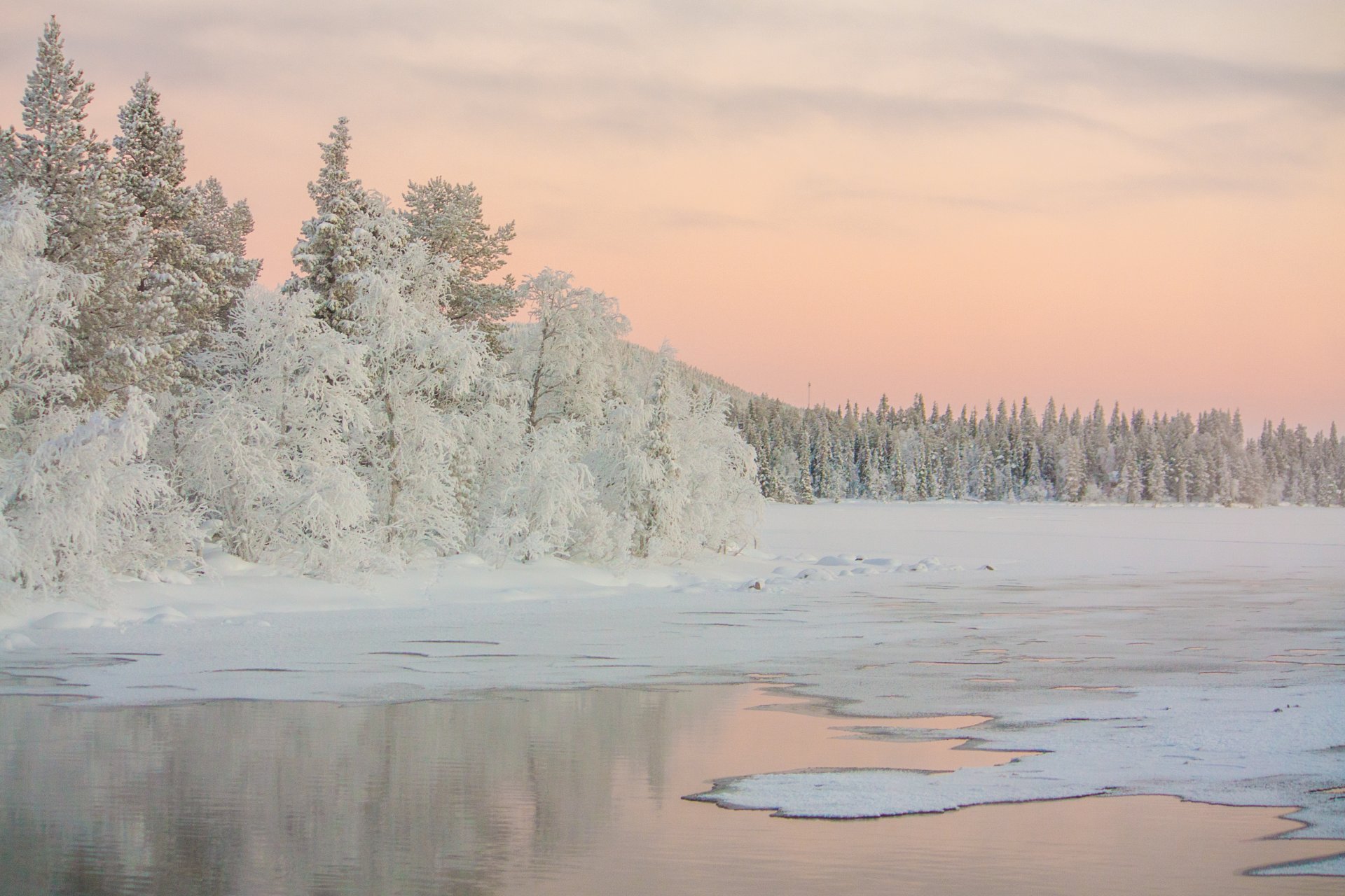 dawn lake tree winter