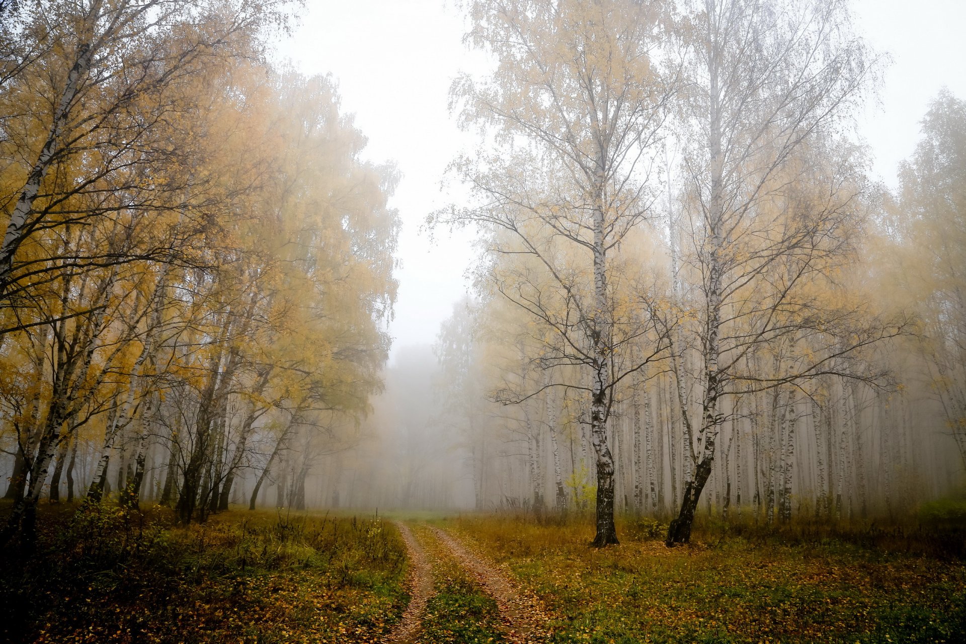 drzewa jesień natura