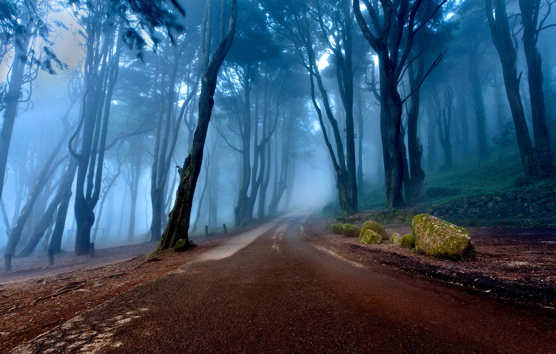 portugal wald nebel bäume hang straße natur