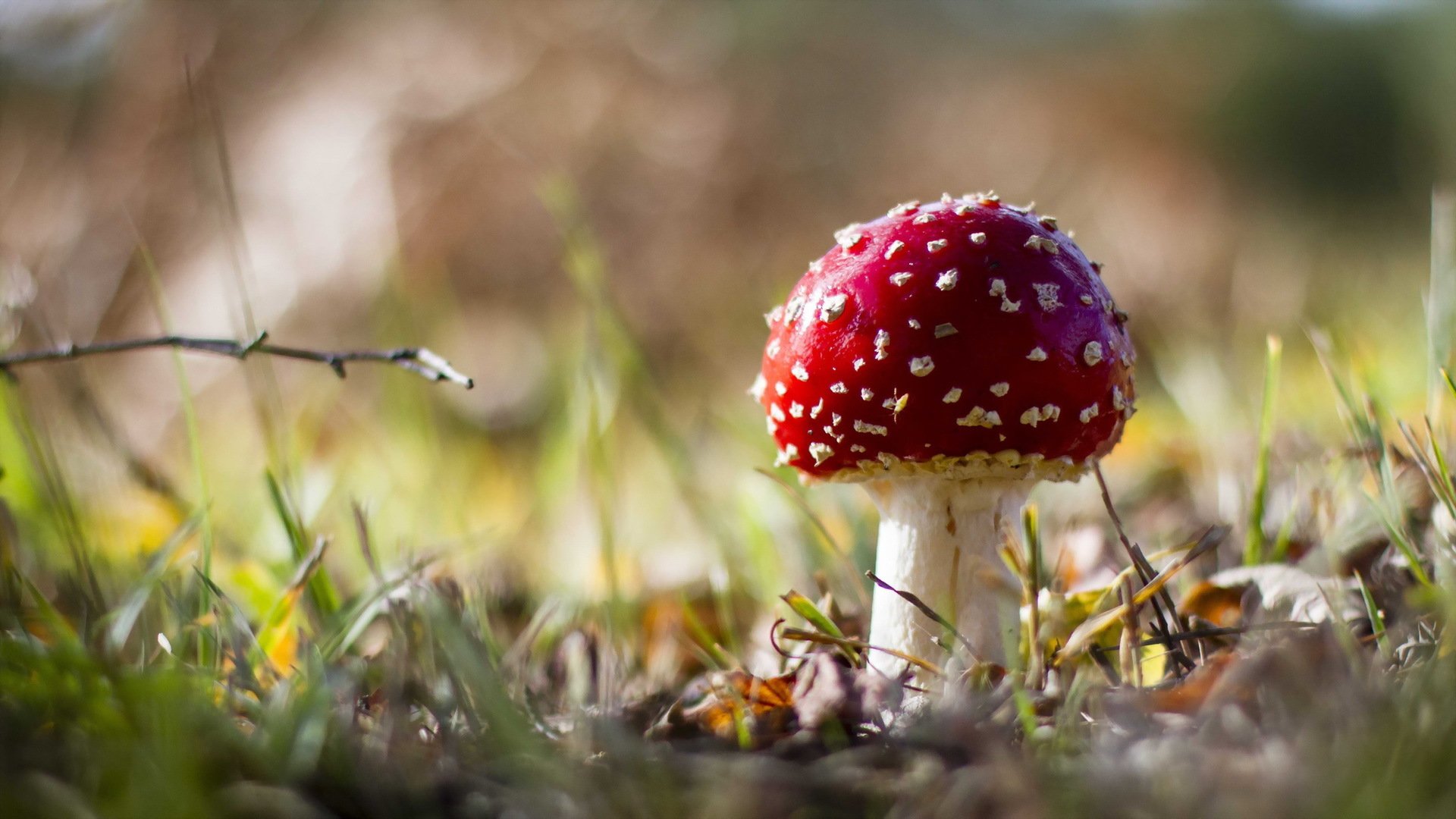 champignon forêt automne nature