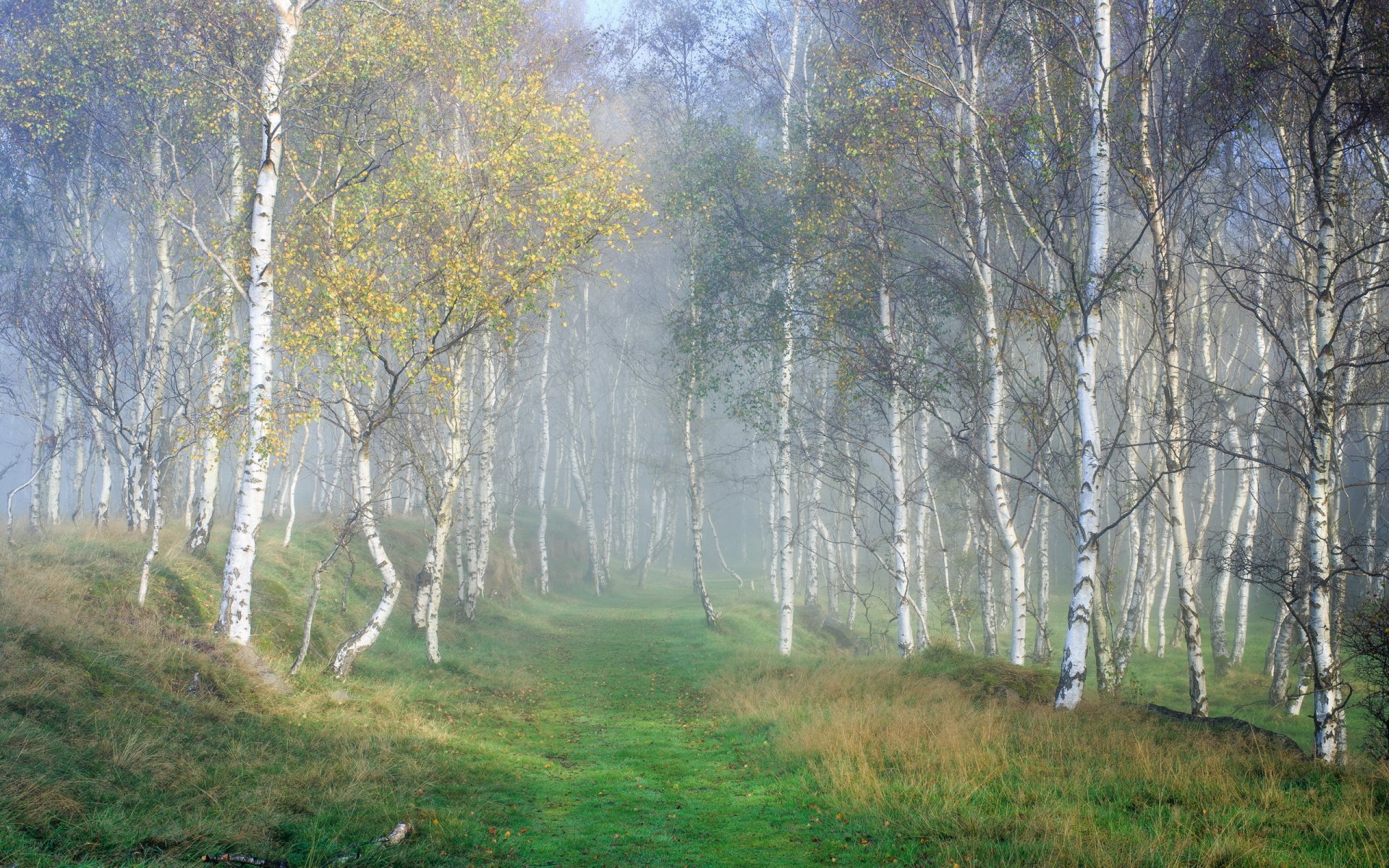 forest nature