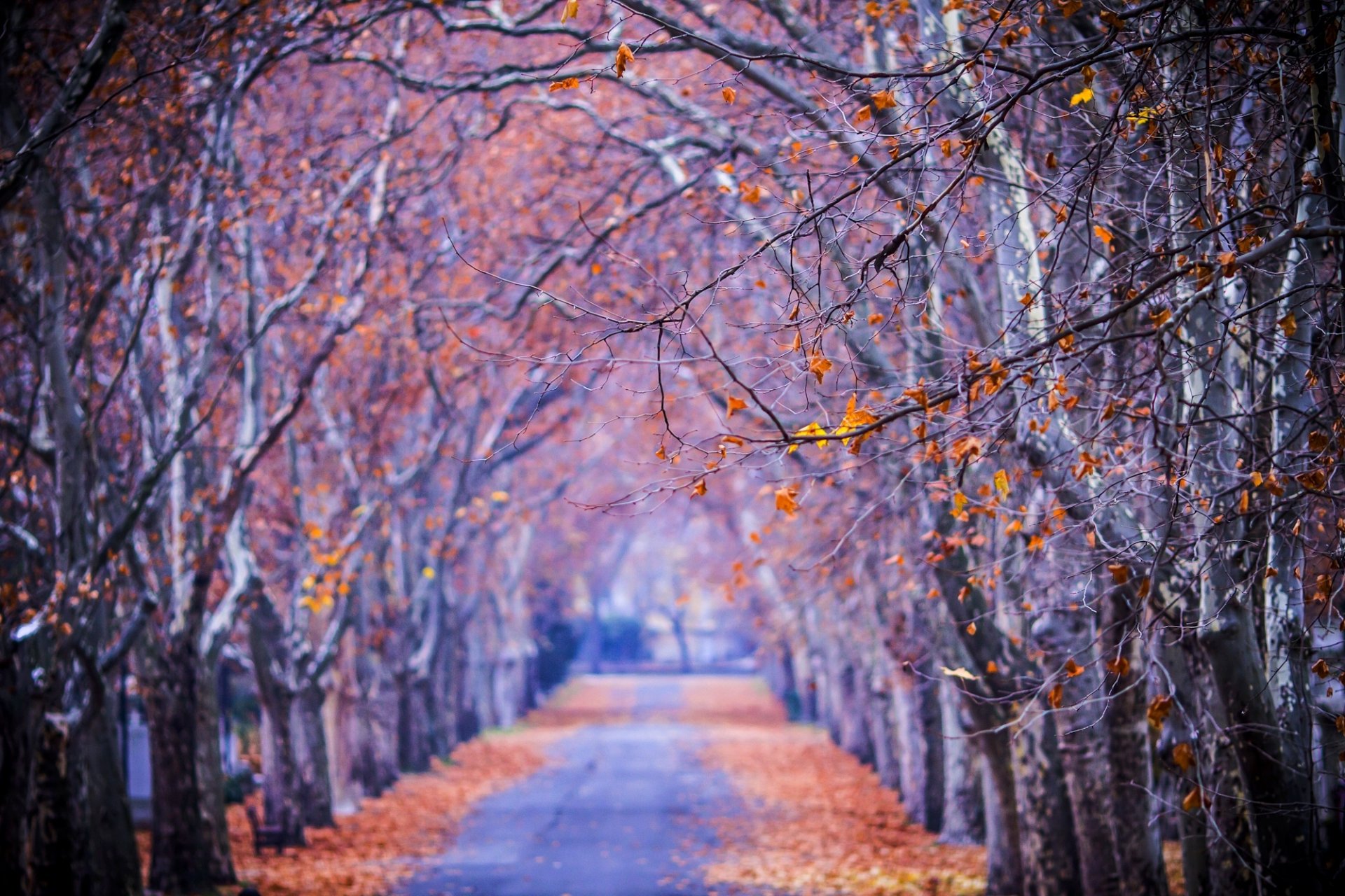 naturaleza bosque parque árboles hojas colorido camino otoño caída colores paseo