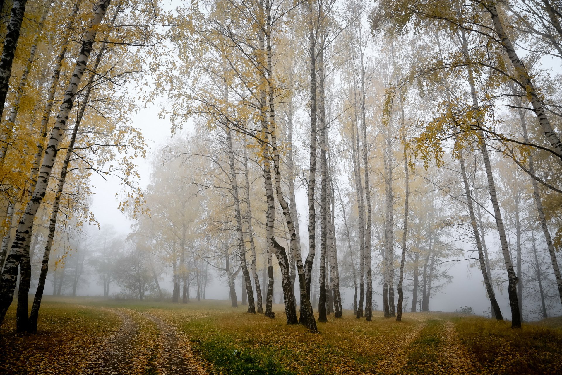 herbst natur