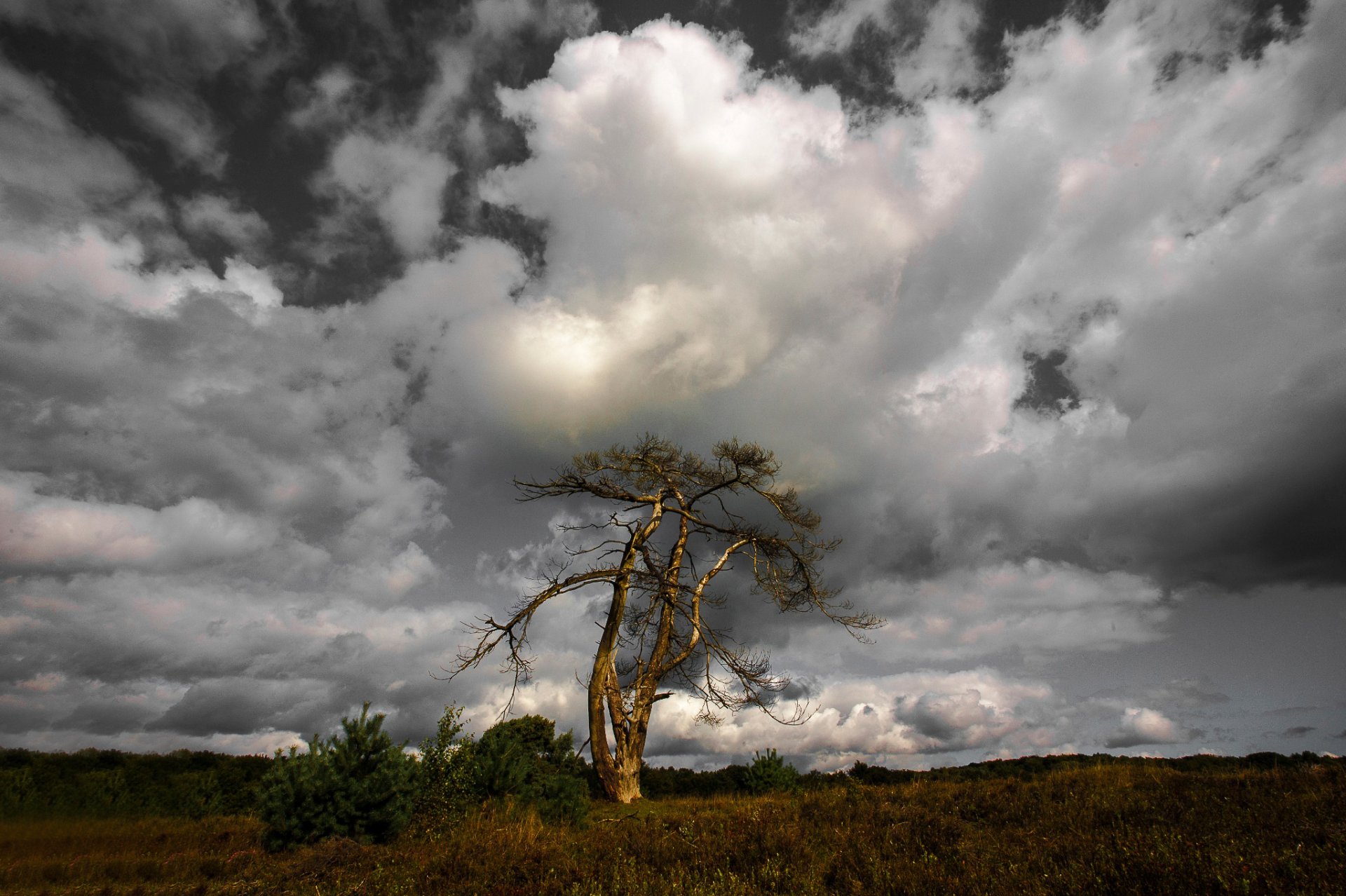 einsamer baum baum himmel wolken