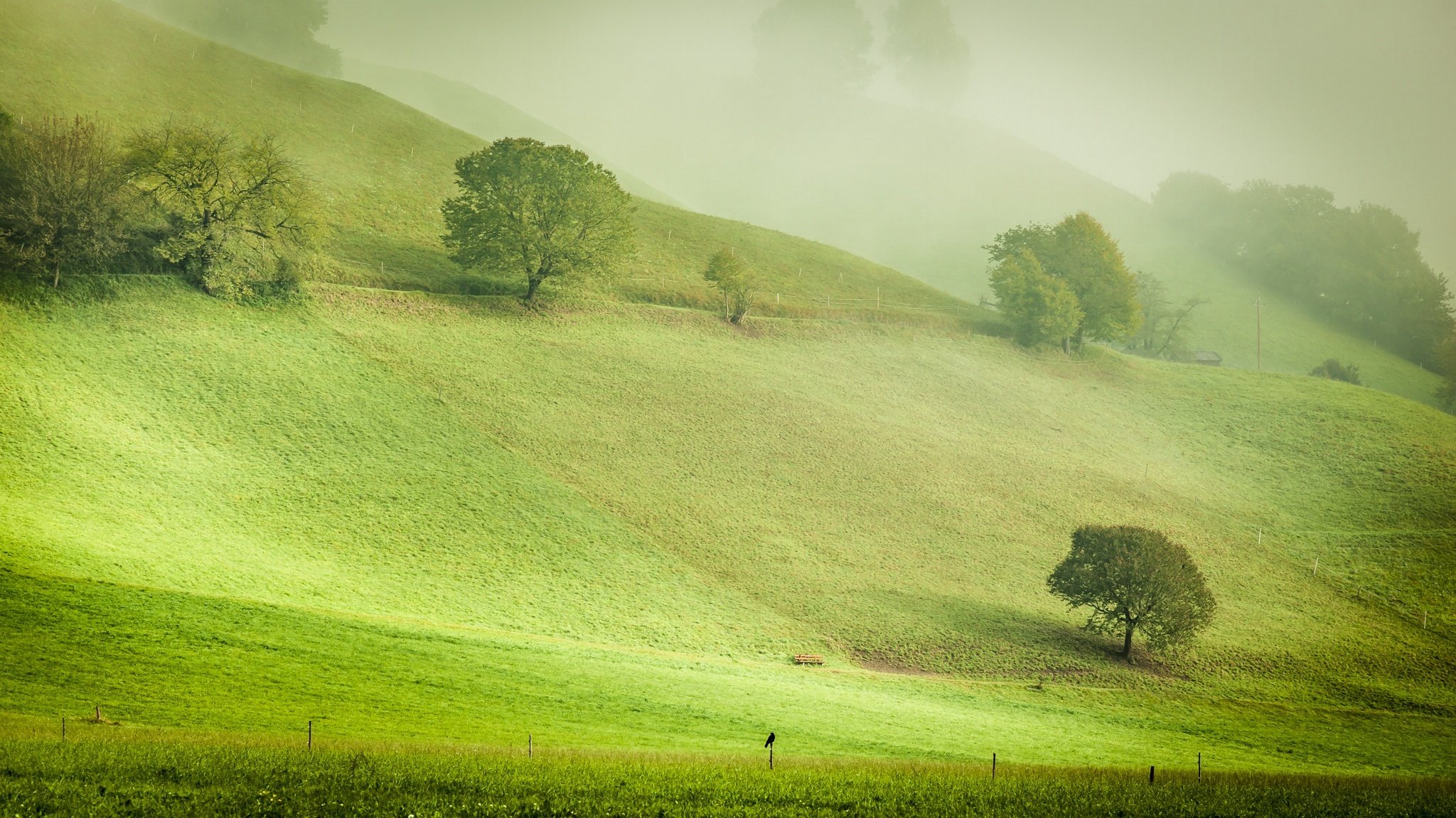 naturaleza austria berg temprano en la mañana niebla neblina colinas laderas árboles cuervo pájaro otoño octubre