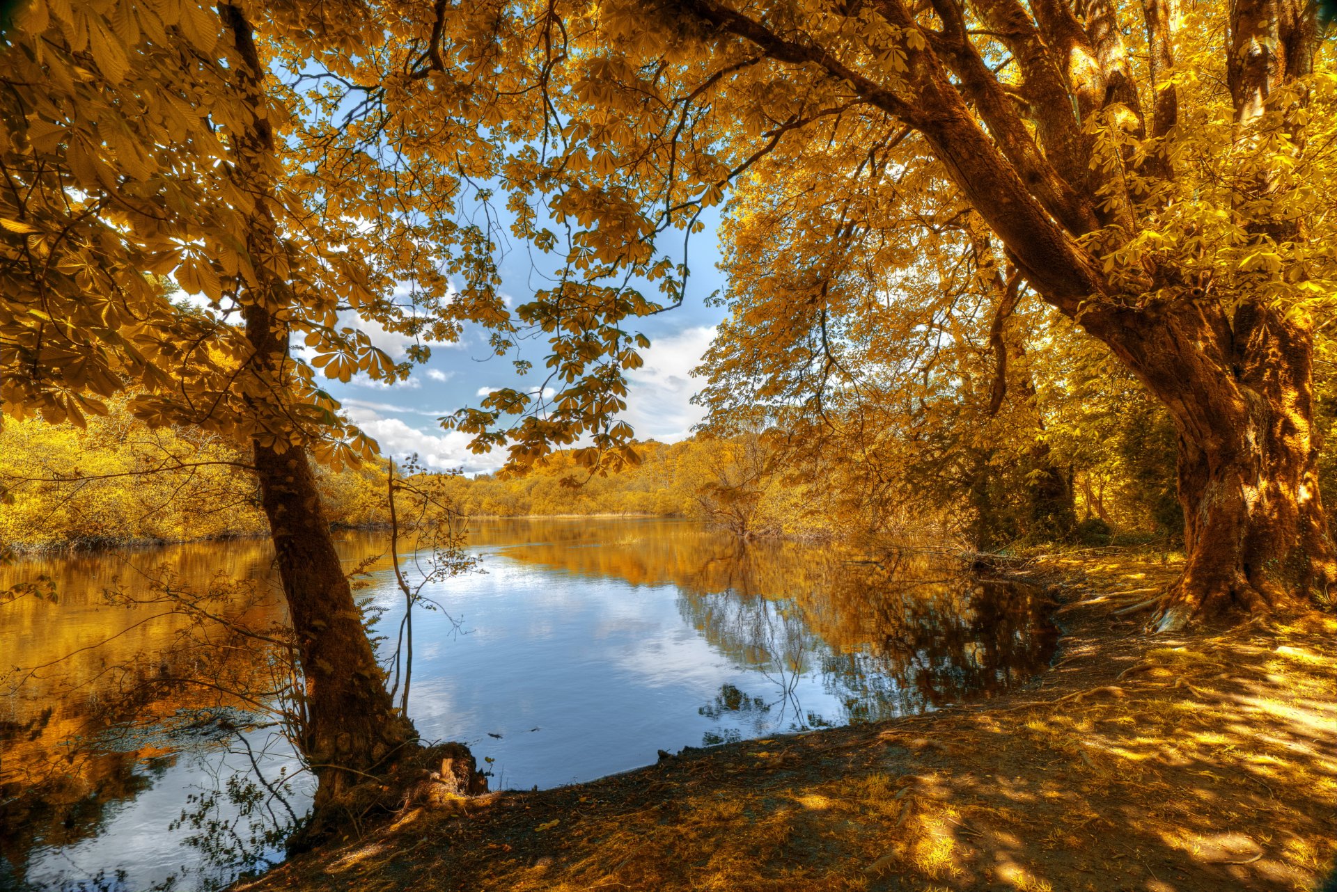 autunno foresta alberi foglie giallo riva fiume