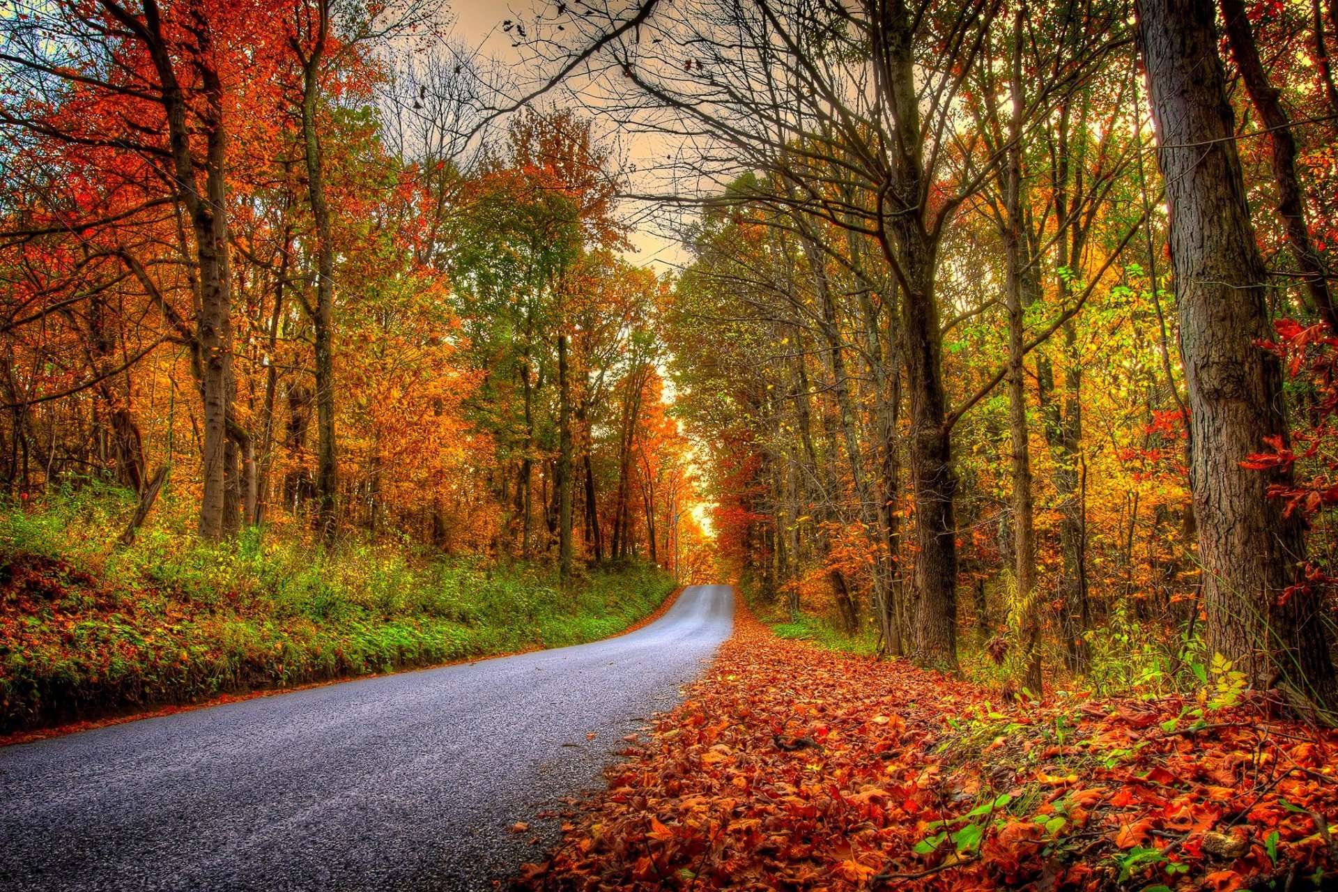 natura foresta parco alberi foglie colorato strada autunno caduta colori passeggiata