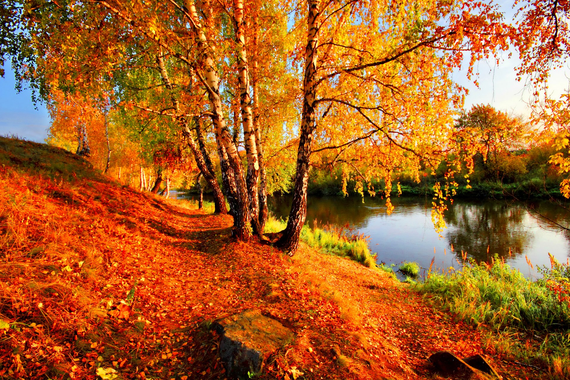 autumn river beach birch leaves yellow