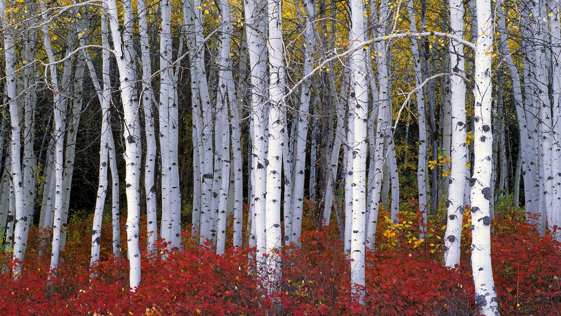 forest tree bush leaves autumn aspen