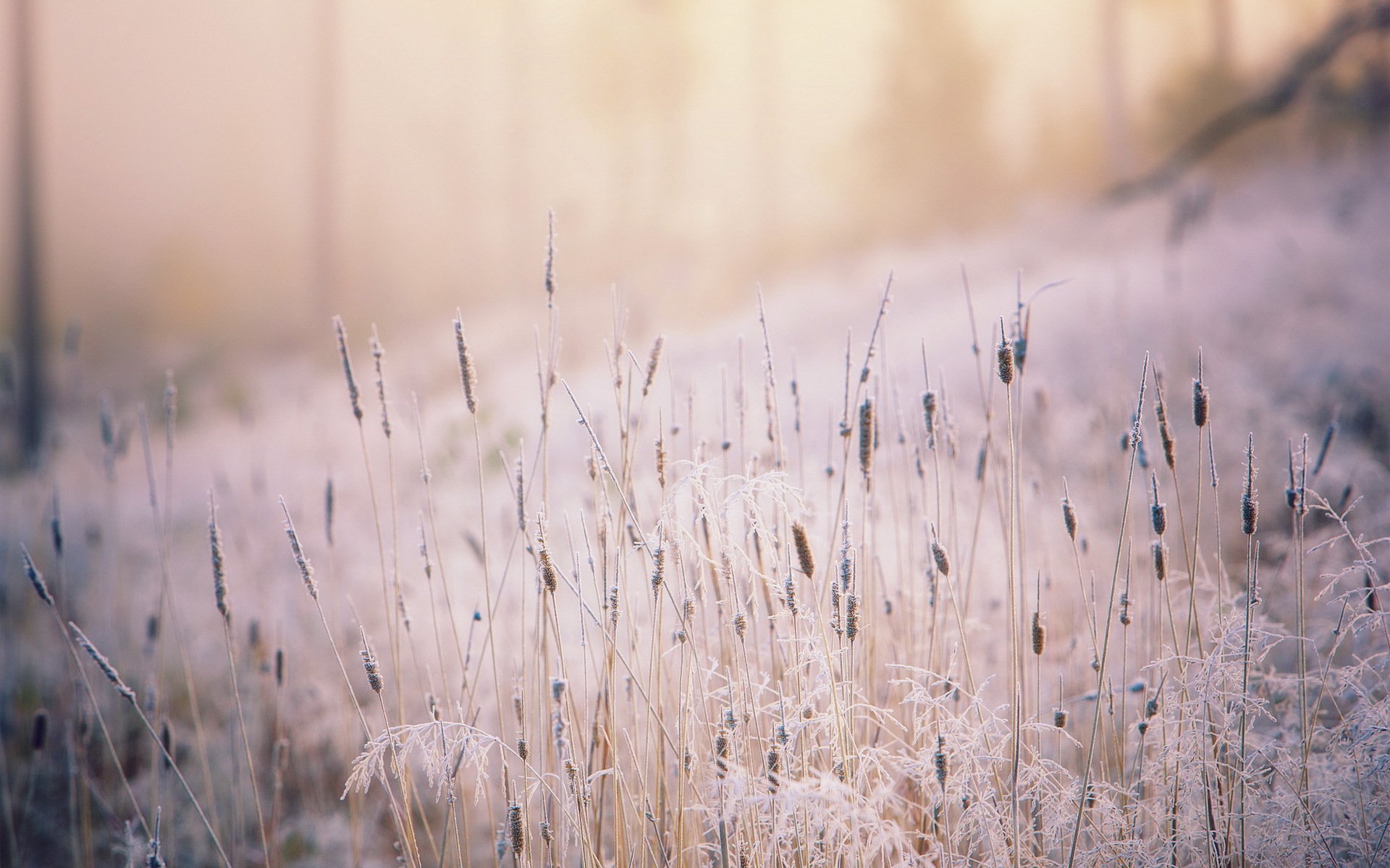 grass light nature autumn