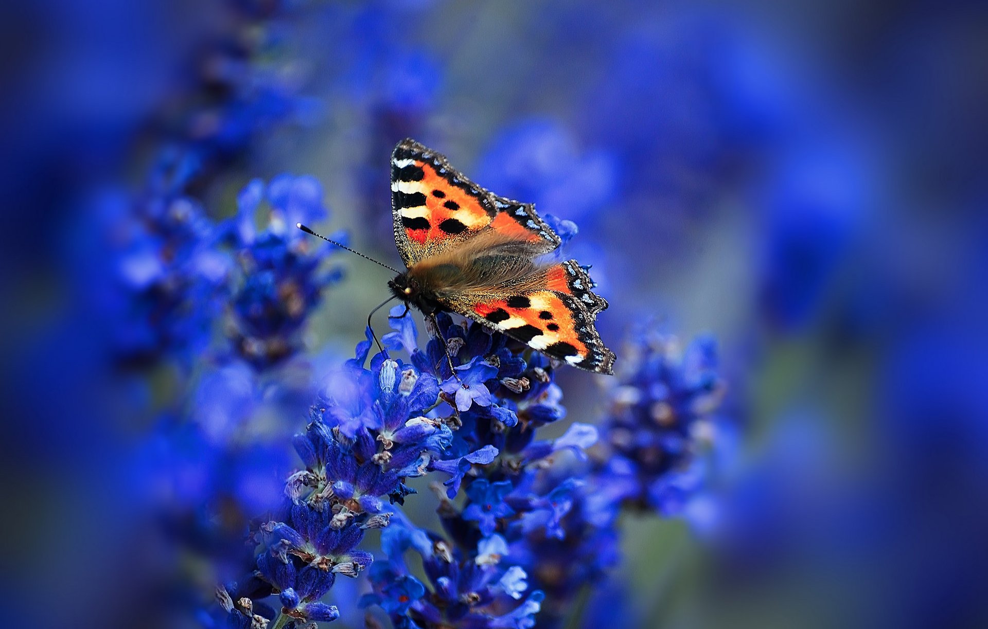 flowers inflorescence butterfly wings moth macro urticaria