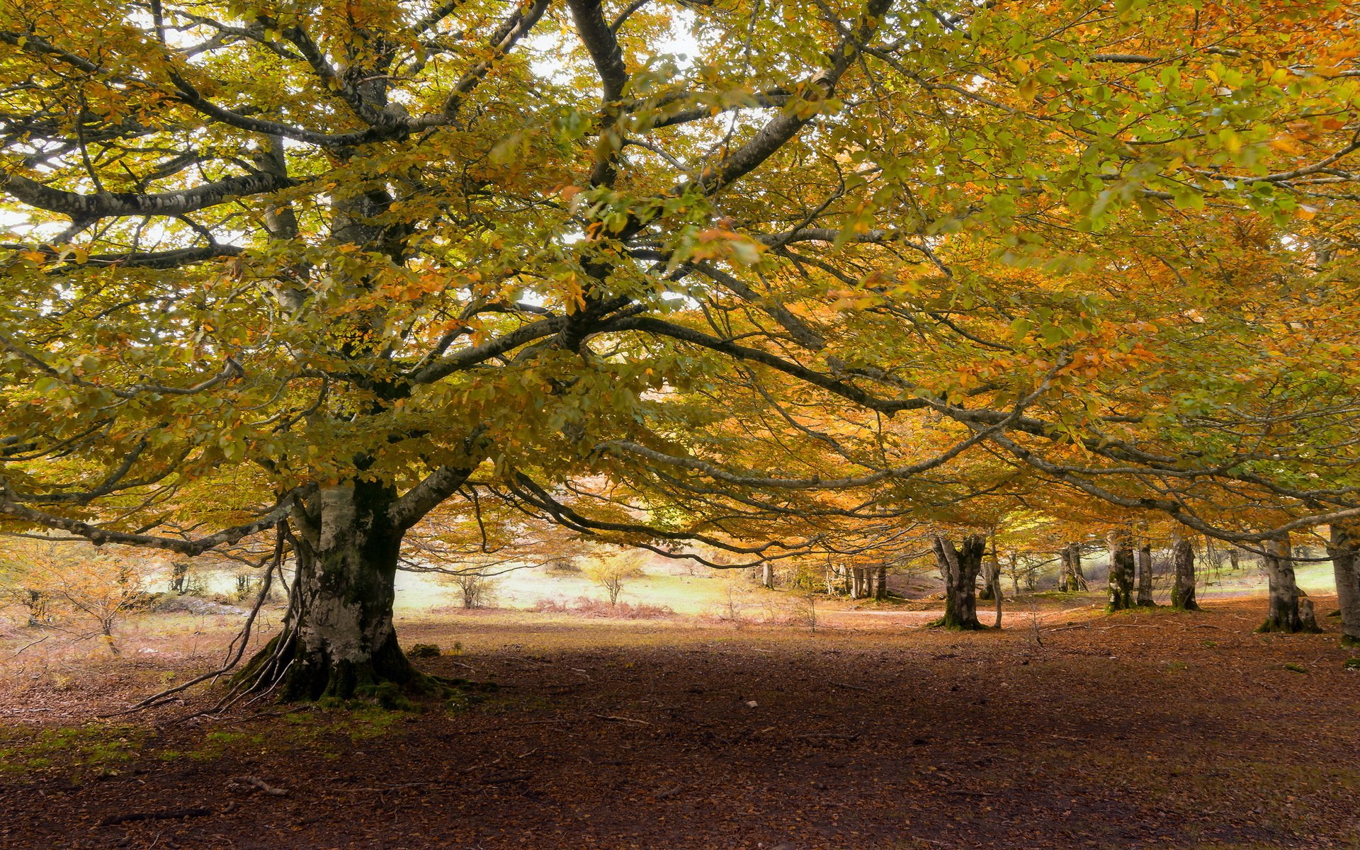 bäume herbst natur