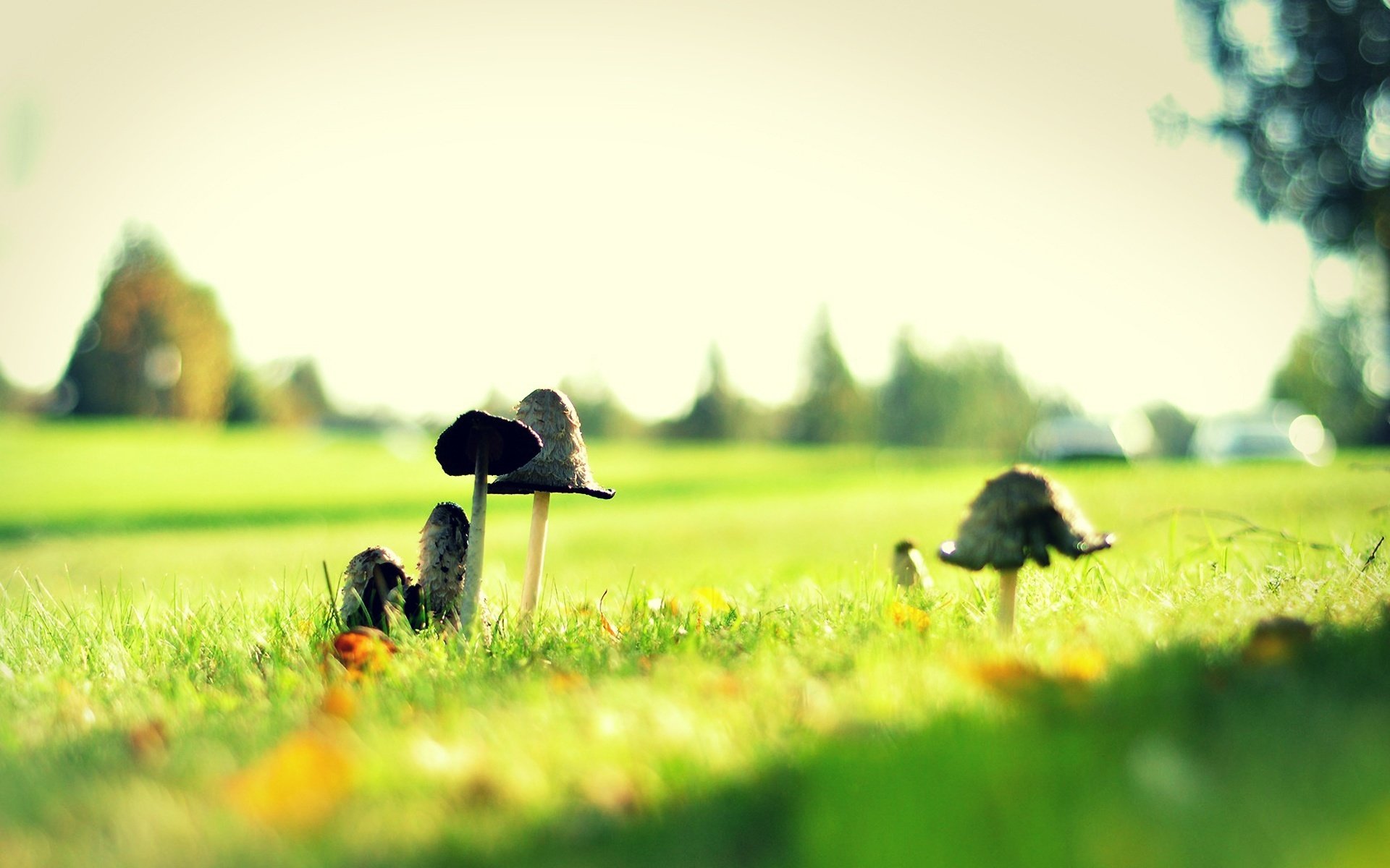 toxique clairière champignons herbe toxique vert clair