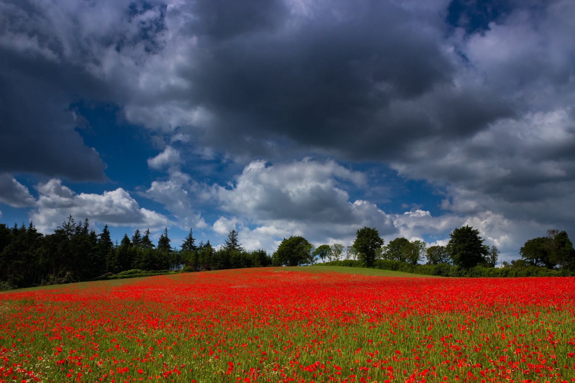 cielo nubes campo prado árboles flores amapolas