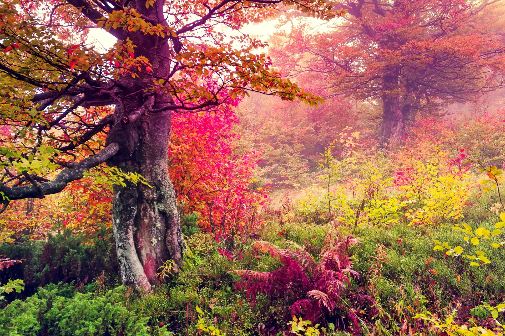 otoño bosque árbol hojas caída árboles paisaje