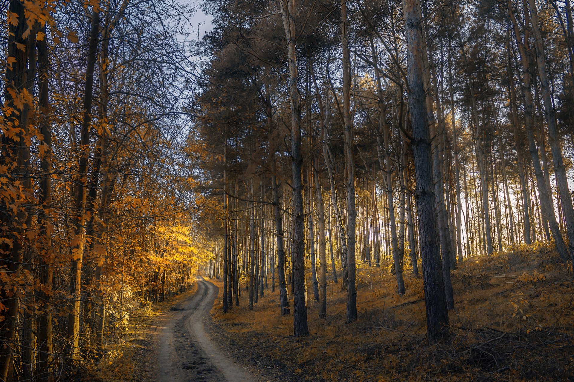 herbst wald bäume blätter gelb straße sonnenuntergang